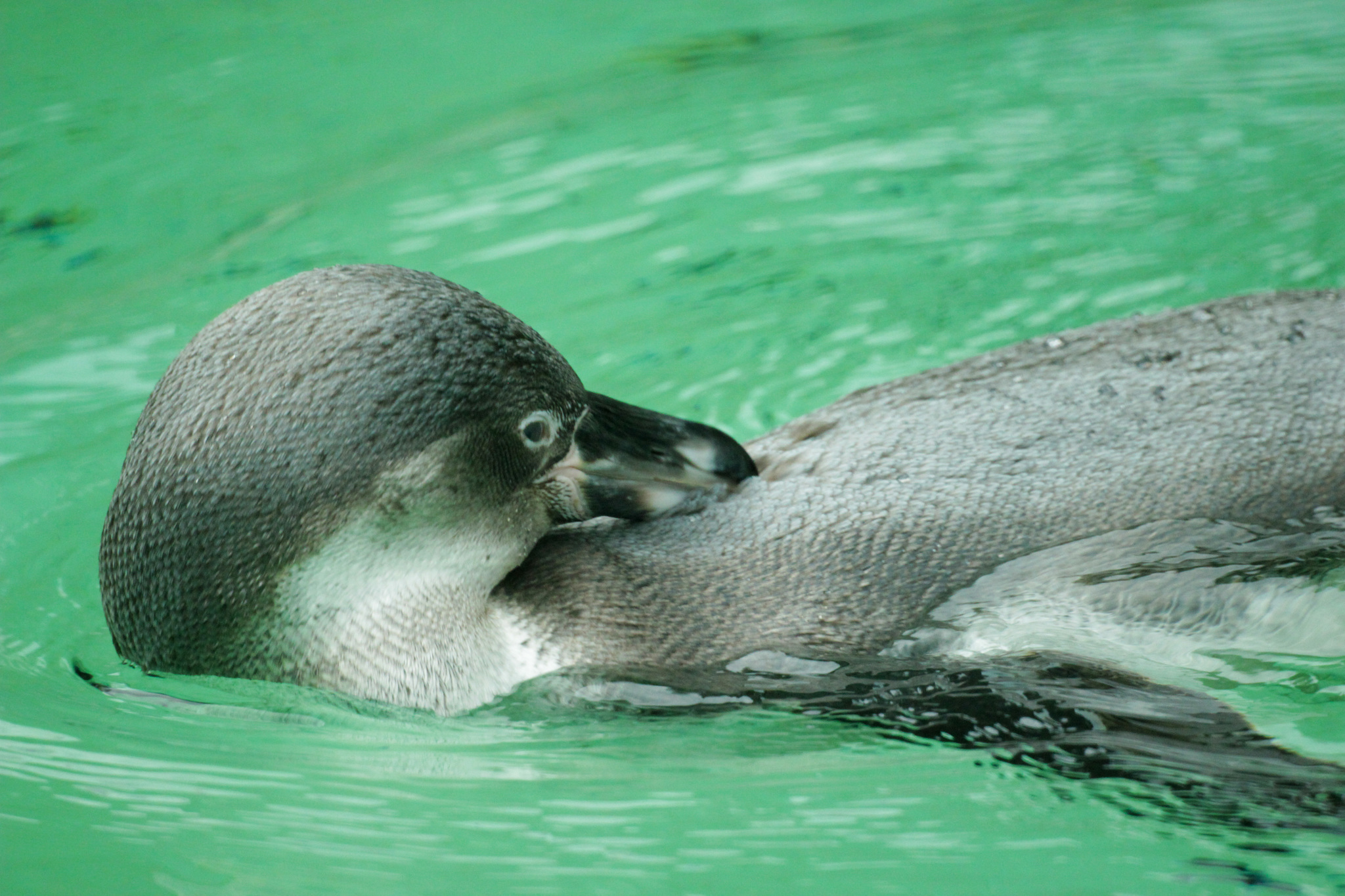 Inhabitants of the Novosibirsk Zoo - My, Animals, Zoo, Novosibirsk Zoo, Amateur photography, Longpost