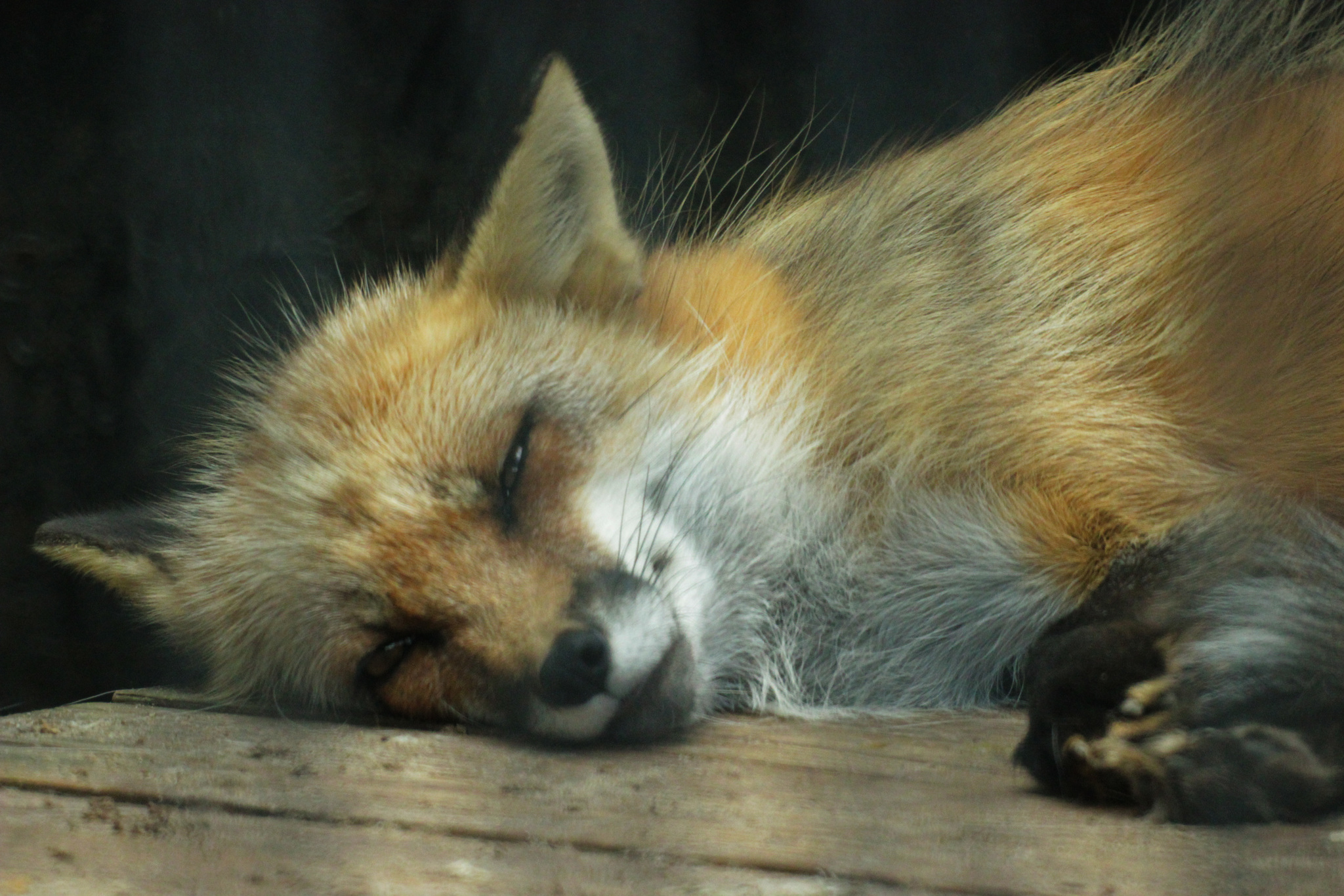 Inhabitants of the Novosibirsk Zoo - My, Animals, Zoo, Novosibirsk Zoo, Amateur photography, Longpost