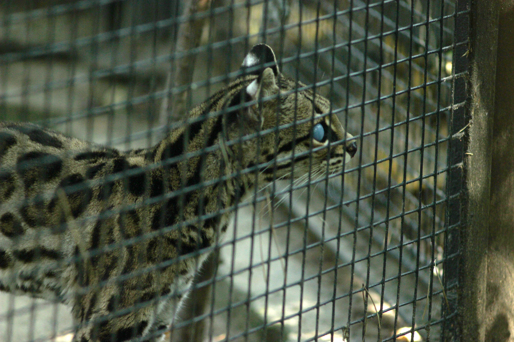 Inhabitants of the Novosibirsk Zoo - My, Animals, Zoo, Novosibirsk Zoo, Amateur photography, Longpost