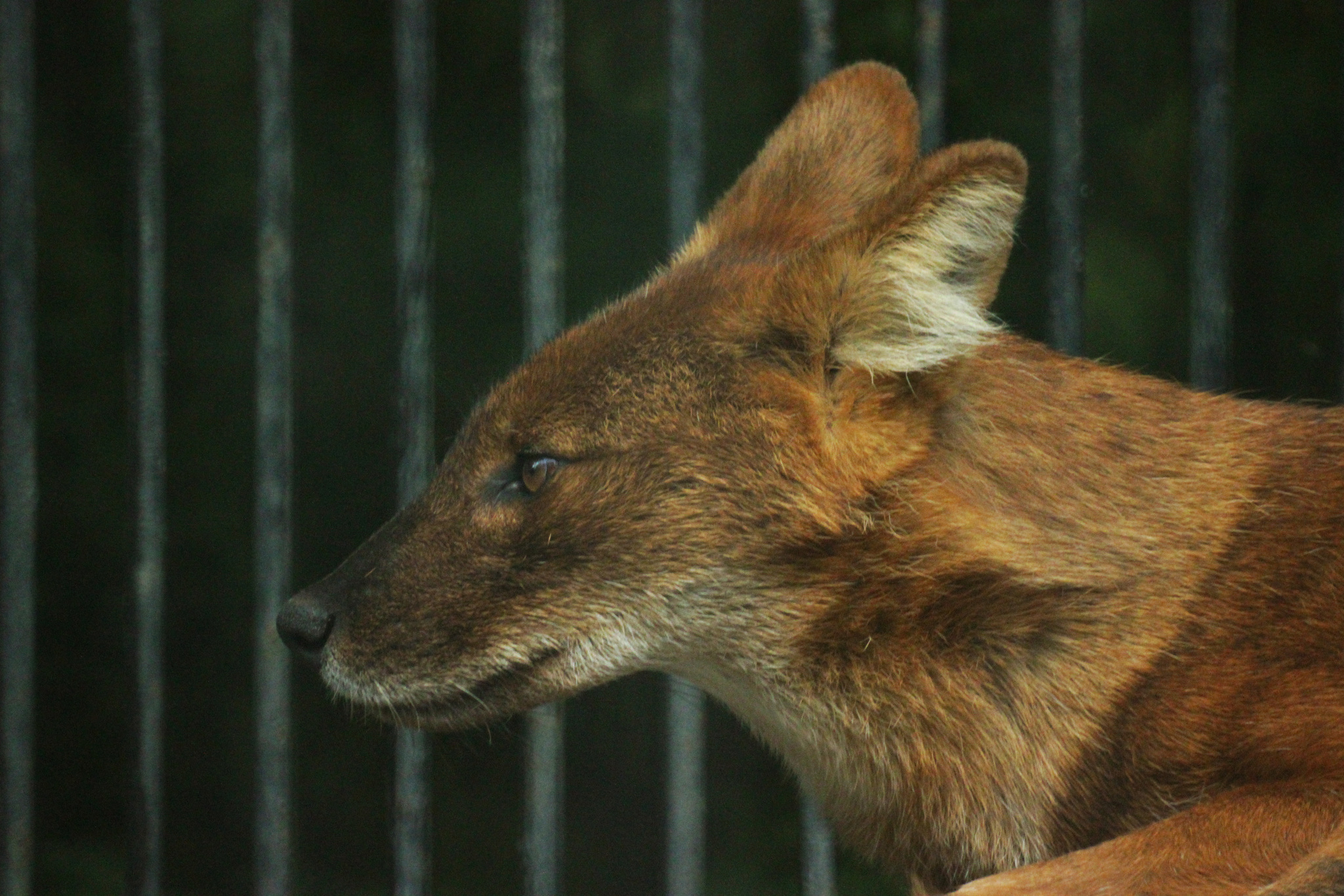 Inhabitants of the Novosibirsk Zoo - My, Animals, Zoo, Novosibirsk Zoo, Amateur photography, Longpost