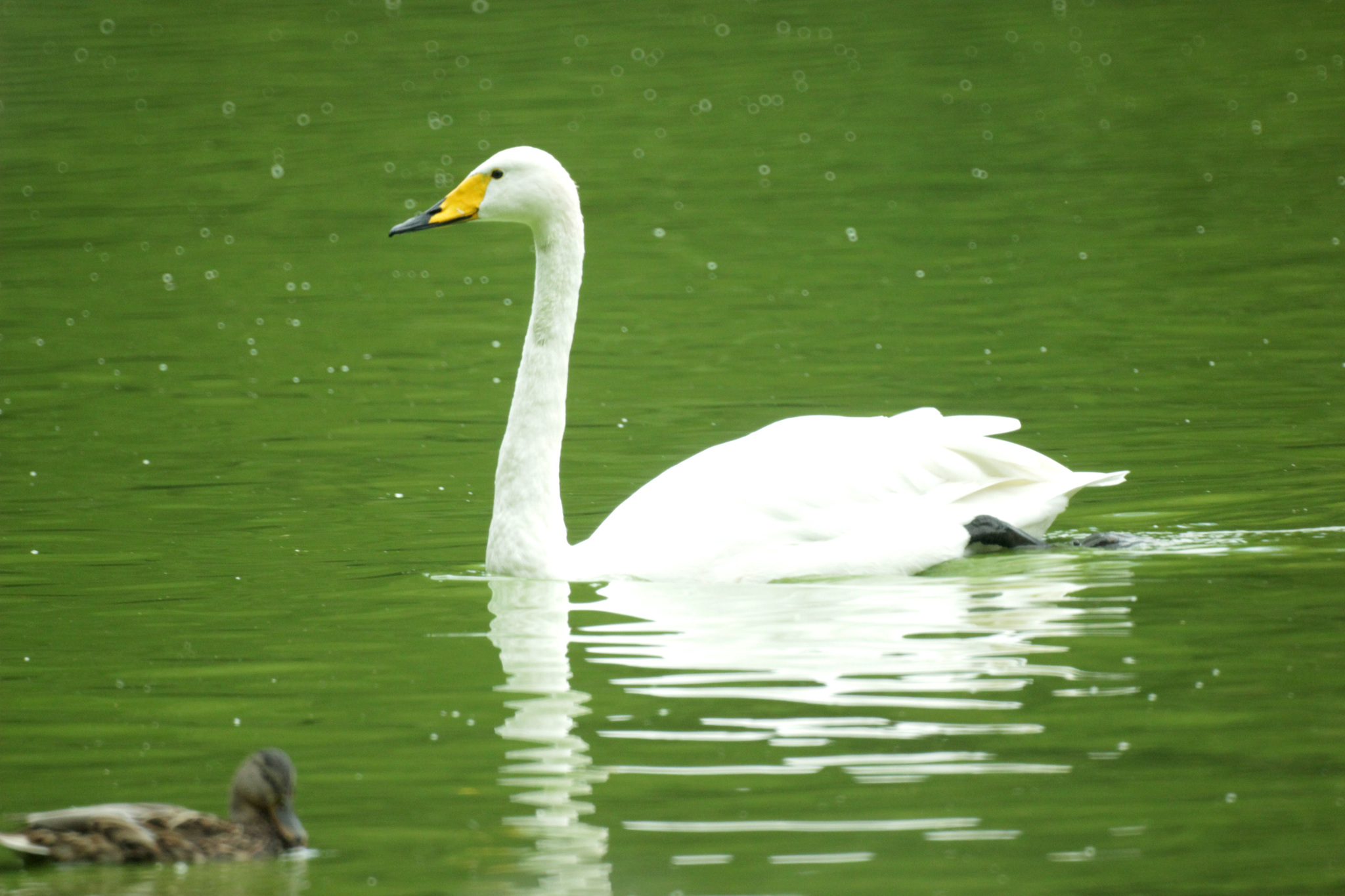 Inhabitants of the Novosibirsk Zoo - My, Animals, Zoo, Novosibirsk Zoo, Amateur photography, Longpost