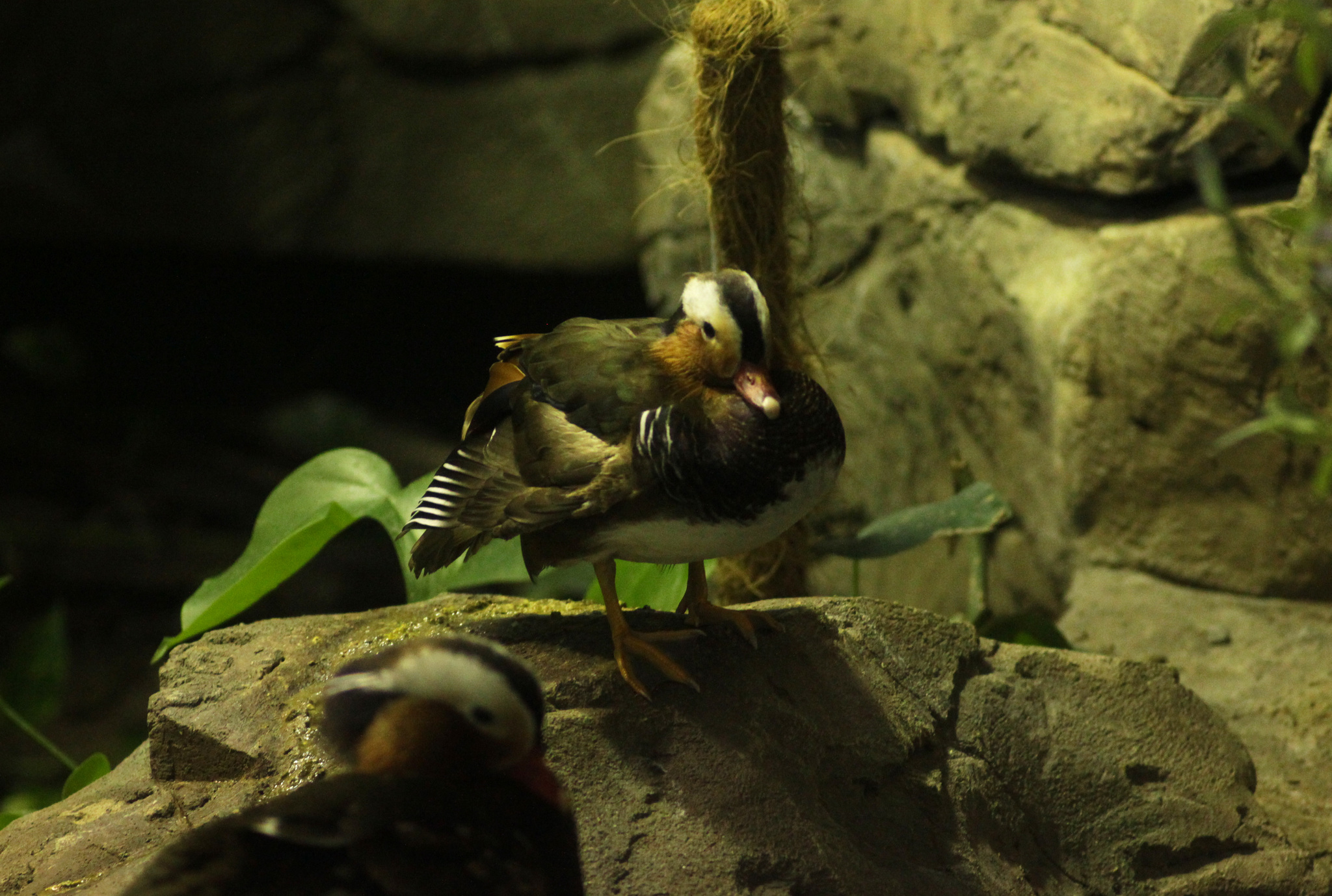 Inhabitants of the Novosibirsk Zoo - My, Animals, Zoo, Novosibirsk Zoo, Amateur photography, Longpost