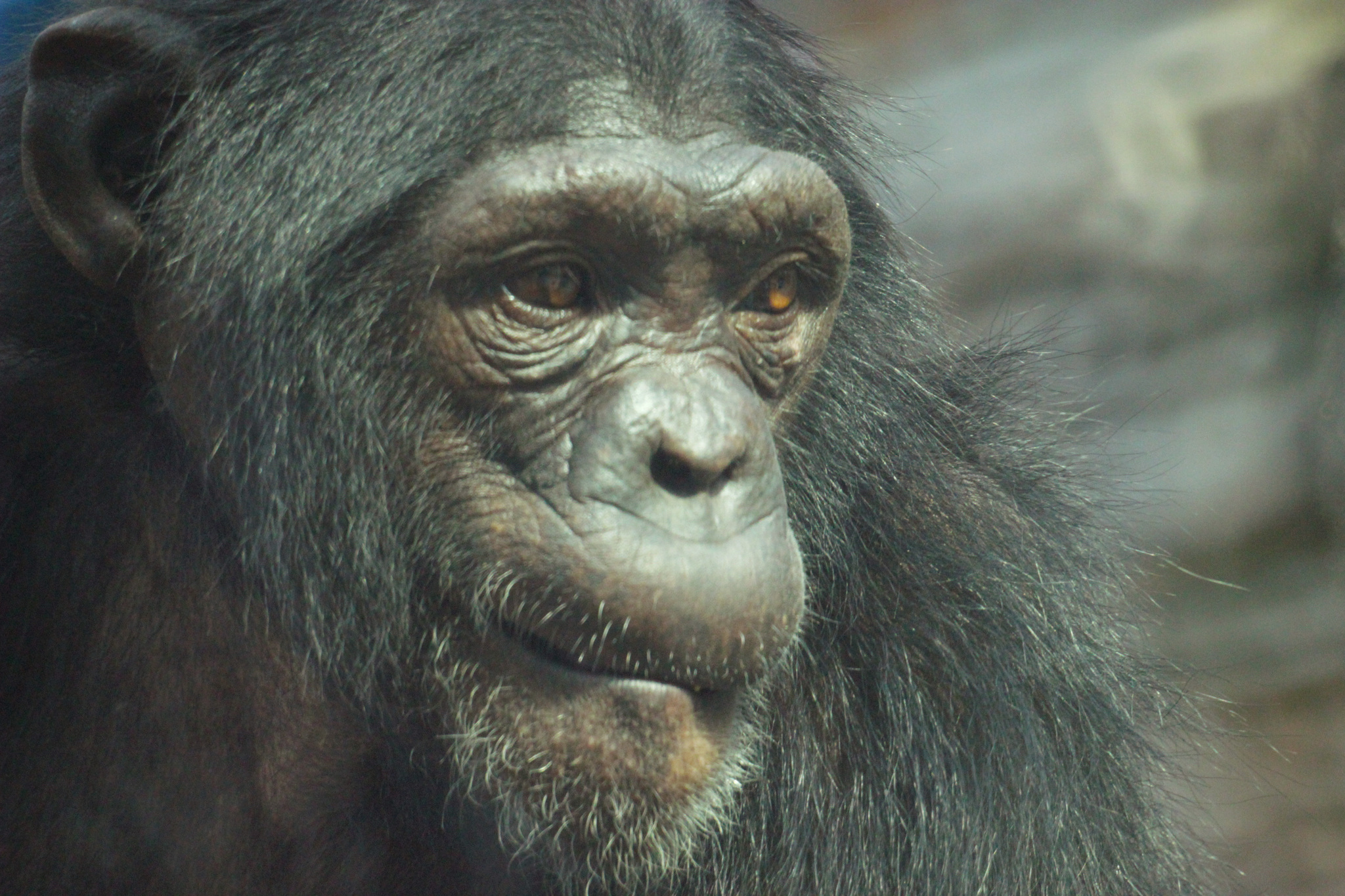 Inhabitants of the Novosibirsk Zoo - My, Animals, Zoo, Novosibirsk Zoo, Amateur photography, Longpost