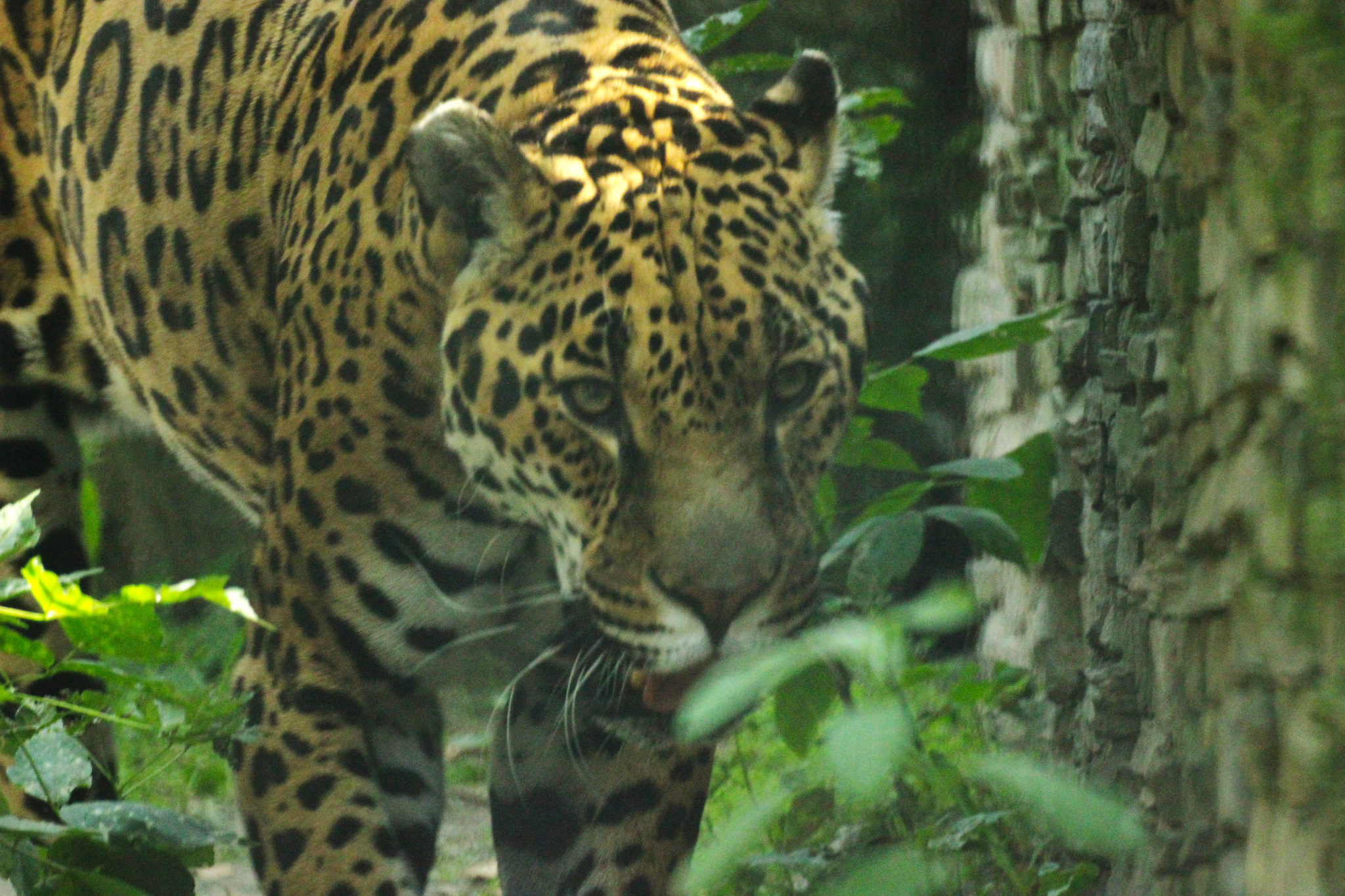 Inhabitants of the Novosibirsk Zoo - My, Animals, Zoo, Novosibirsk Zoo, Amateur photography, Longpost