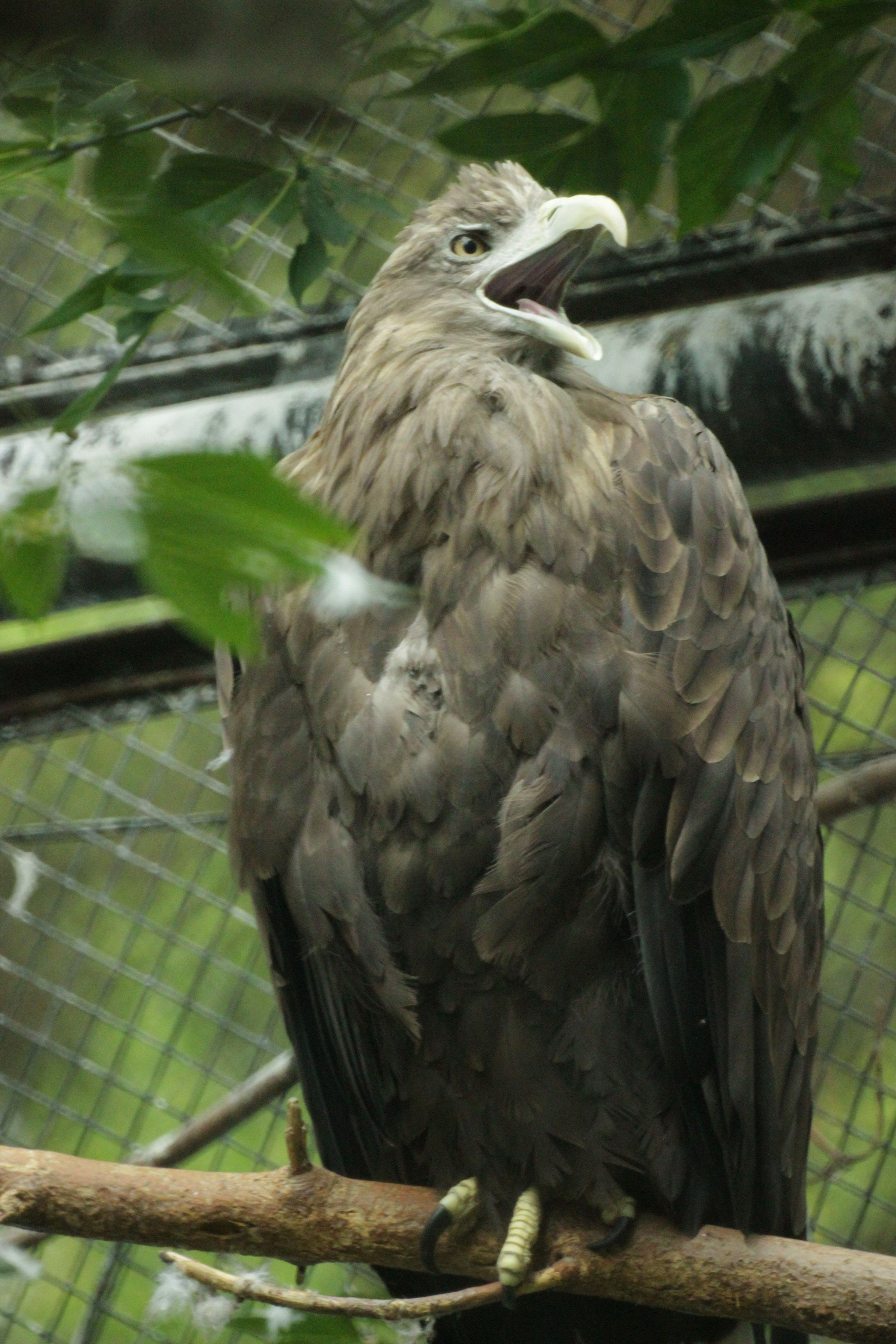 Inhabitants of the Novosibirsk Zoo - My, Animals, Zoo, Novosibirsk Zoo, Amateur photography, Longpost