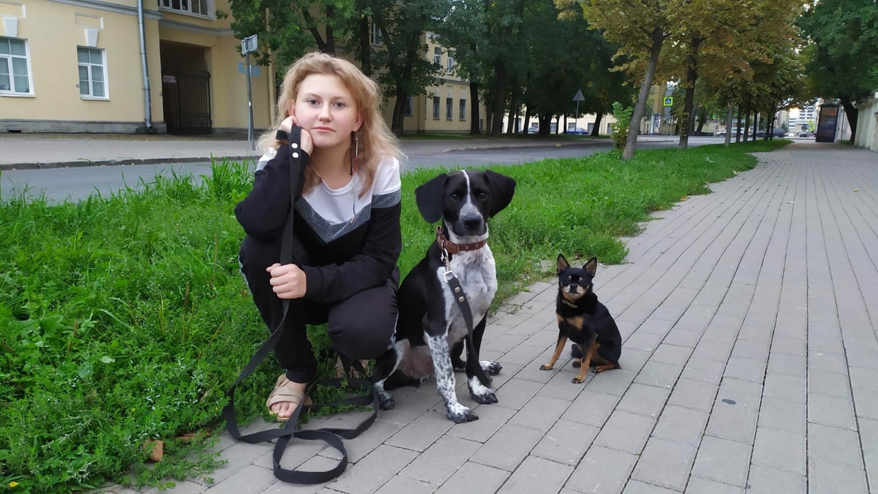 Продолжение поста «Ищет дом пес Арчи. Метис спаниеля. По состоянию здоровья  хозяева не могу с ним больше заниматься. СПБ и ЛО» | Пикабу