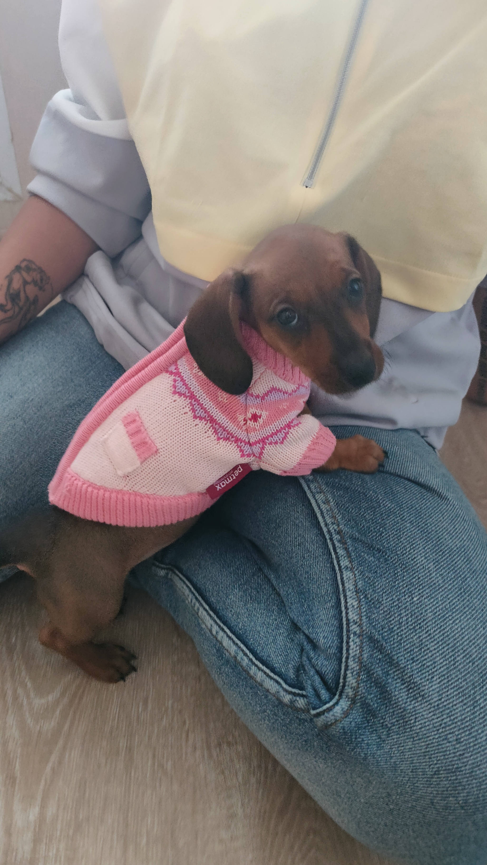 Bullet - Dachshund, Dog, Pets, Longpost