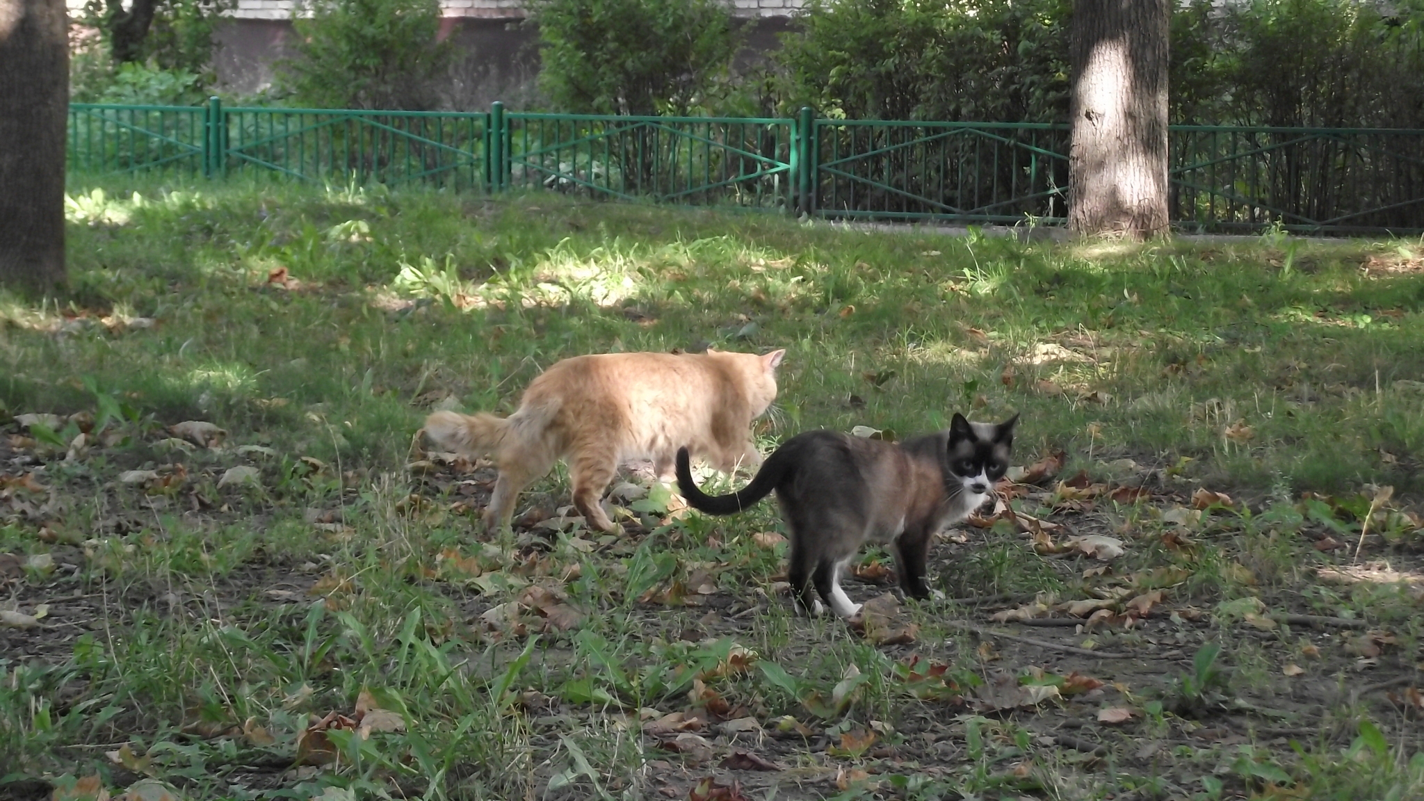 Bonnie and Clyde - My, cat, Comrades