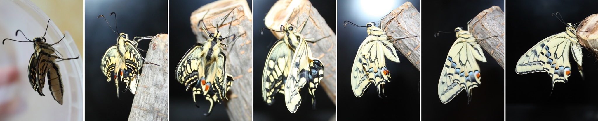 От куколки к бабочке в подробностях (Papilio machaon ussuriensis) - Моё, Махаон, Фотография, Приморский край, Куколка, Длиннопост, Насекомые