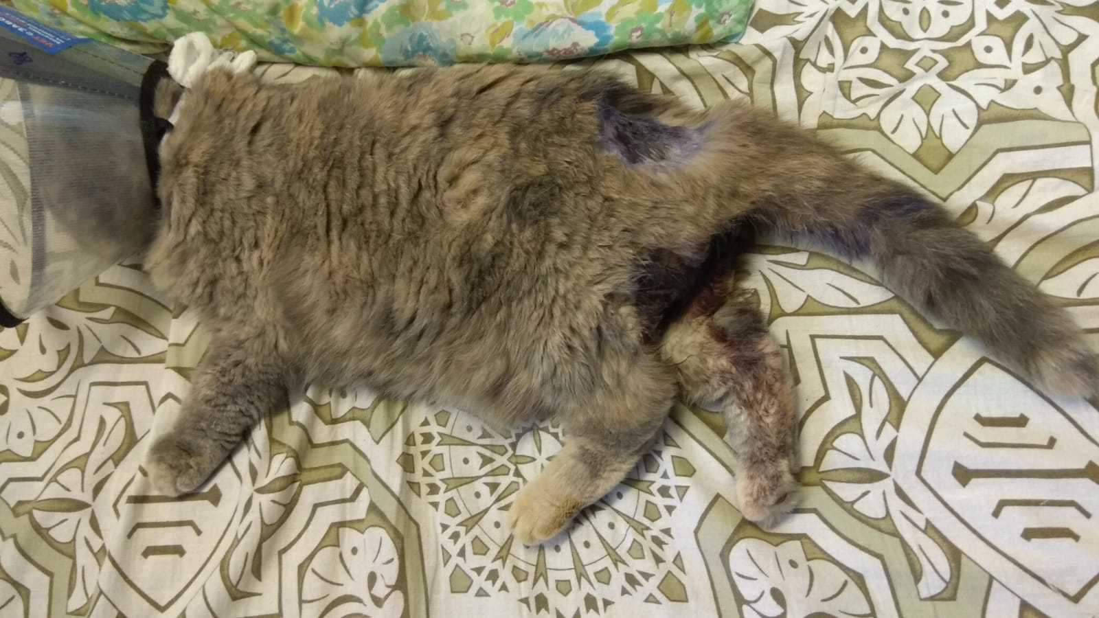 Cat Tuesday. A story with a good ending, but your advice is needed - My, cat, Vet clinic, Scottish lop-eared, Help, Longpost