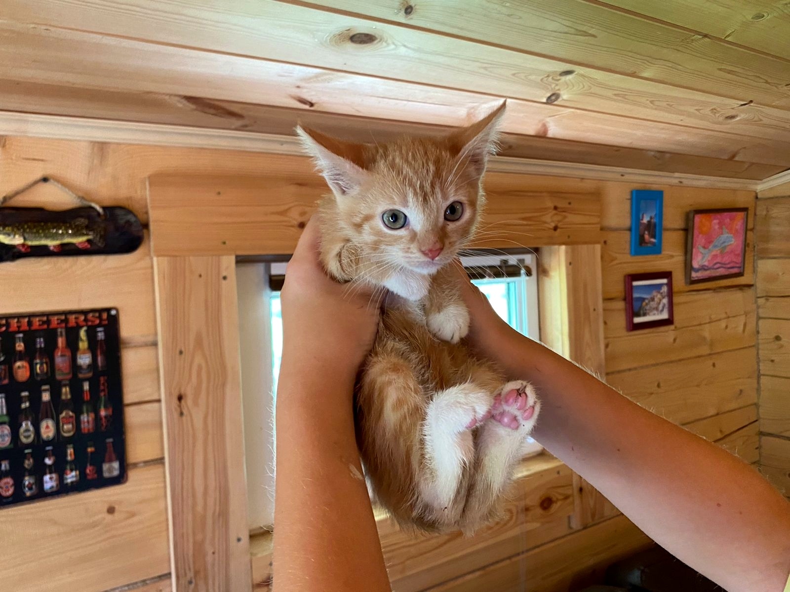 Boy and girl looking for a home - Moscow, Tver, In good hands, Good league, cat, Kittens, No rating, Animal shelter, Longpost