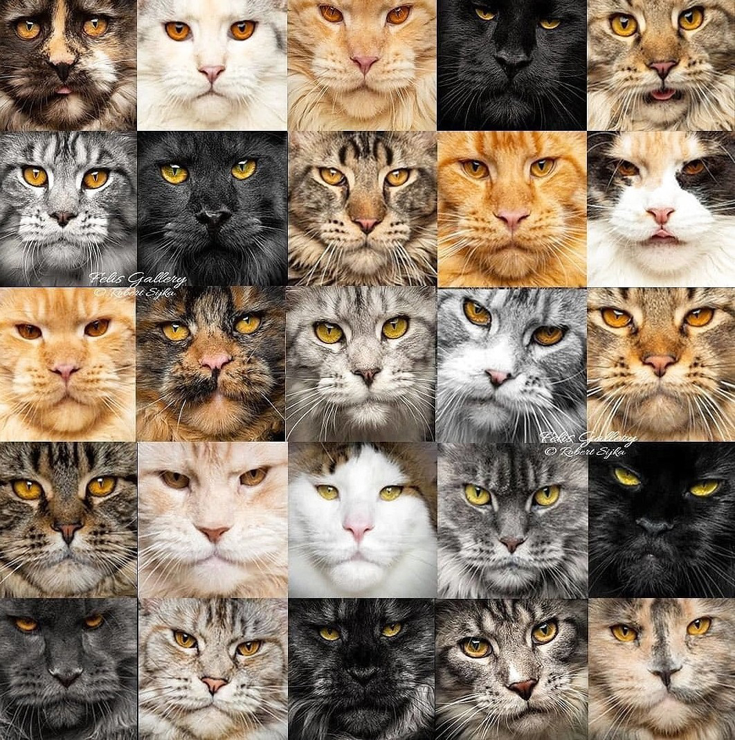 25 shades of Maine Coon - cat, Maine Coon, Collage, Copy-paste