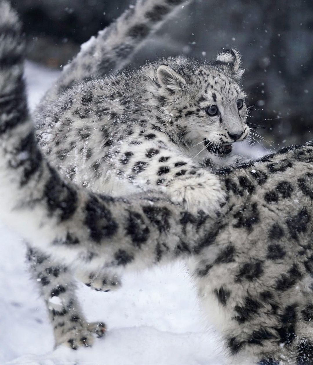 Барс г. - Снежный Барс (Panthera uncia. Снежный Барс Домбай. Катунский заповедник снежный Барс. Снежный Барс зимой.