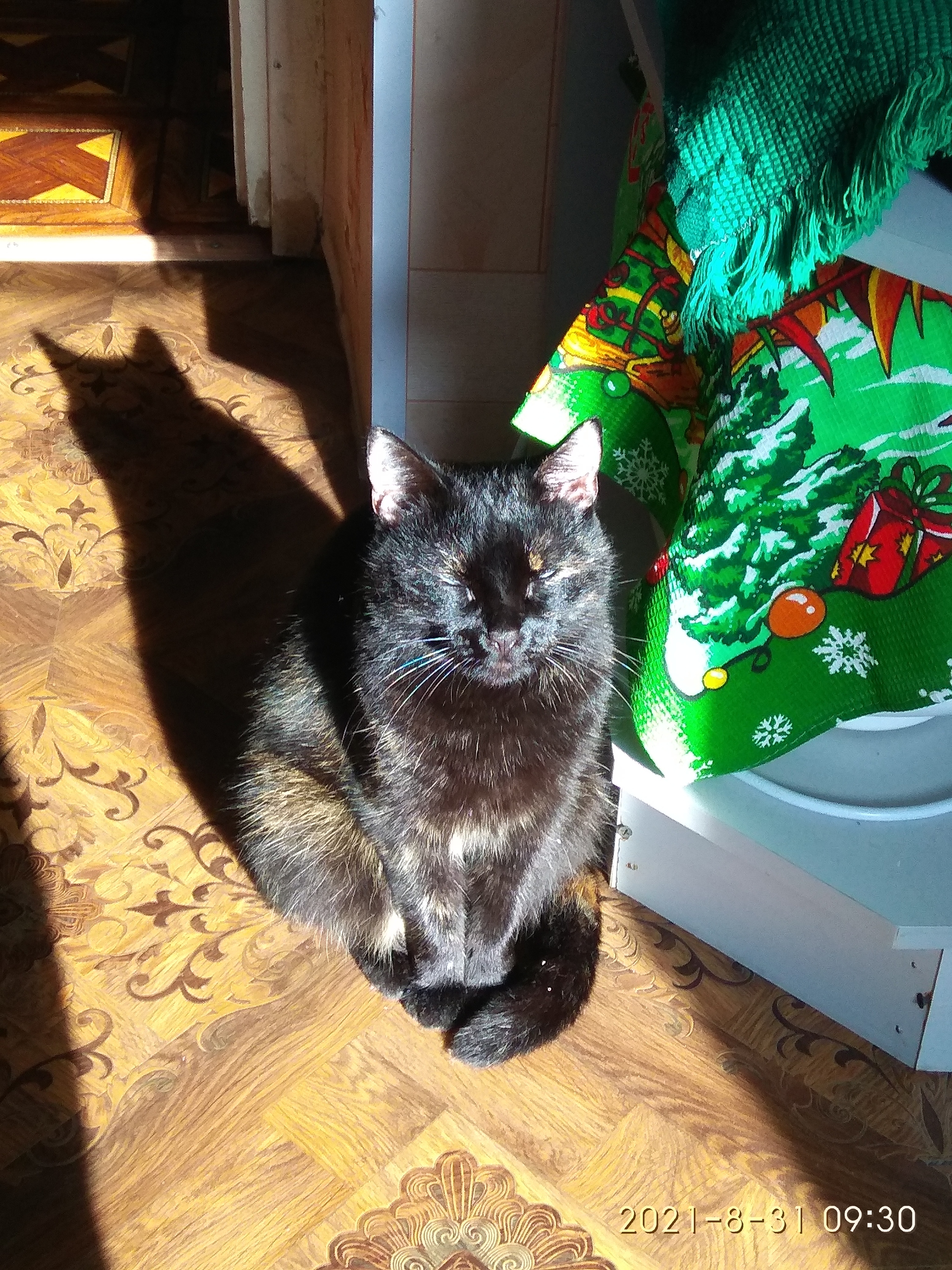 Catching the last rays of the summer sun)) - My, The sun, Summer, cat, Black cat, Pets