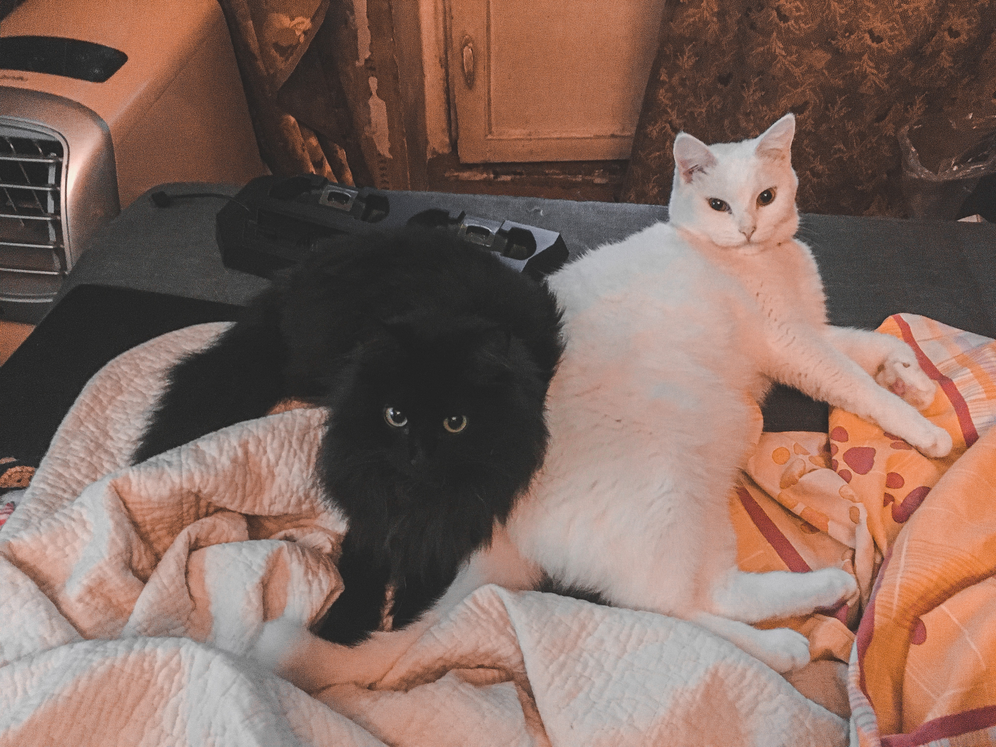 Yin-Yang, it turns out - My, Yin Yang, Love, cat