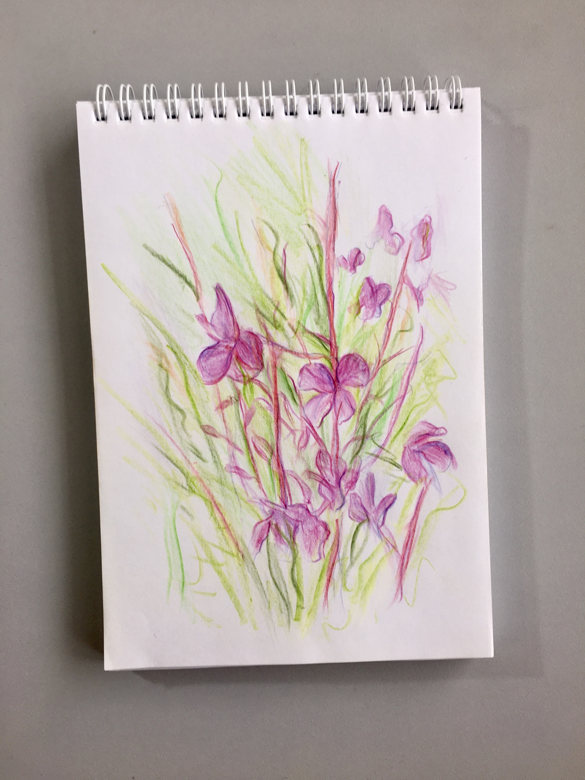 Something like this - My, Flowers, Summer, Heat, Colour pencils, The sun, Art, Sketch, Longpost