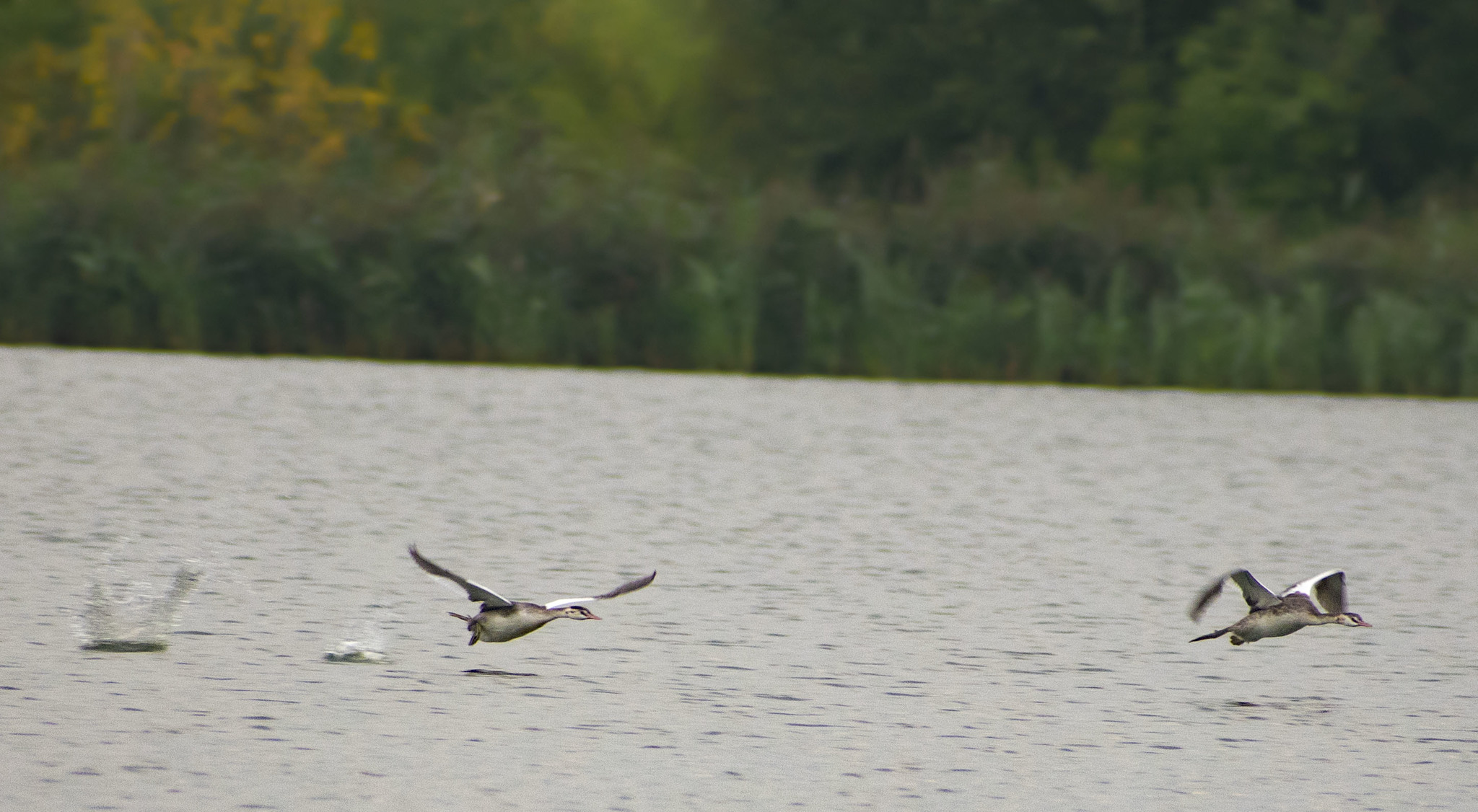 Great day - My, Birds, Predator birds, Hobby, Walk, Travels, Nature, The nature of Russia, Red Book, , Summer, August, Pond, Story, Video, Longpost