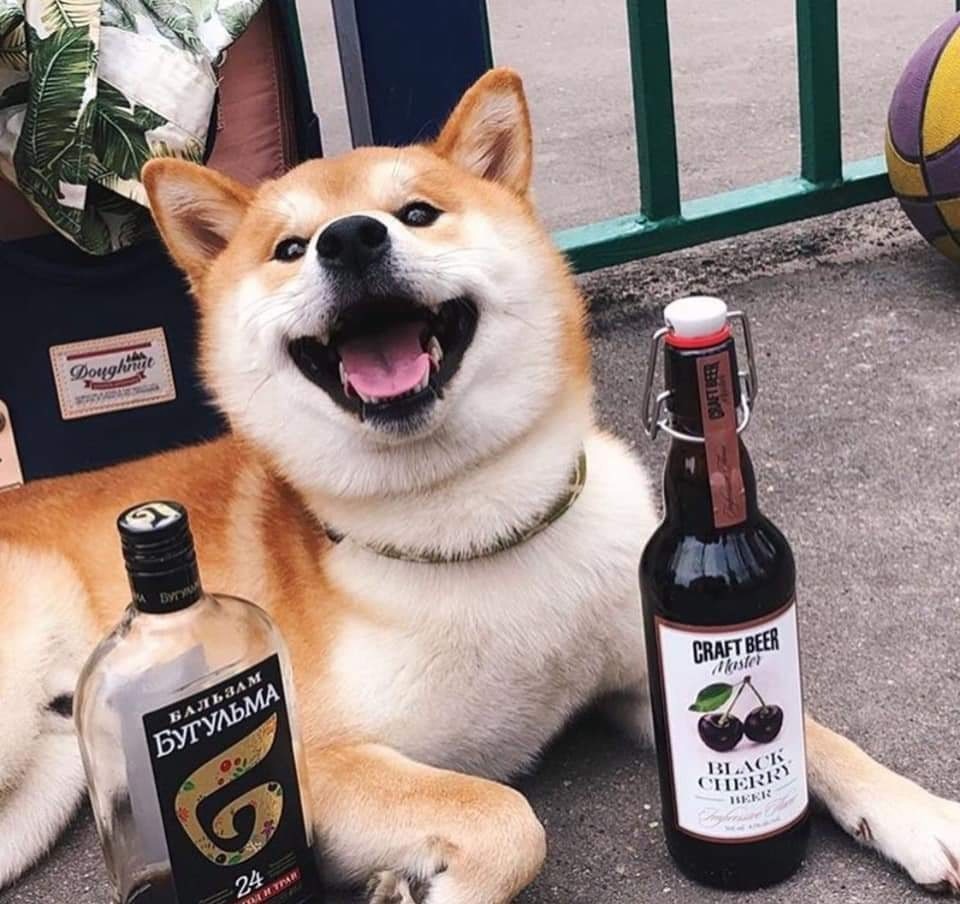 Friday already?) - Dog, Beer, Friday