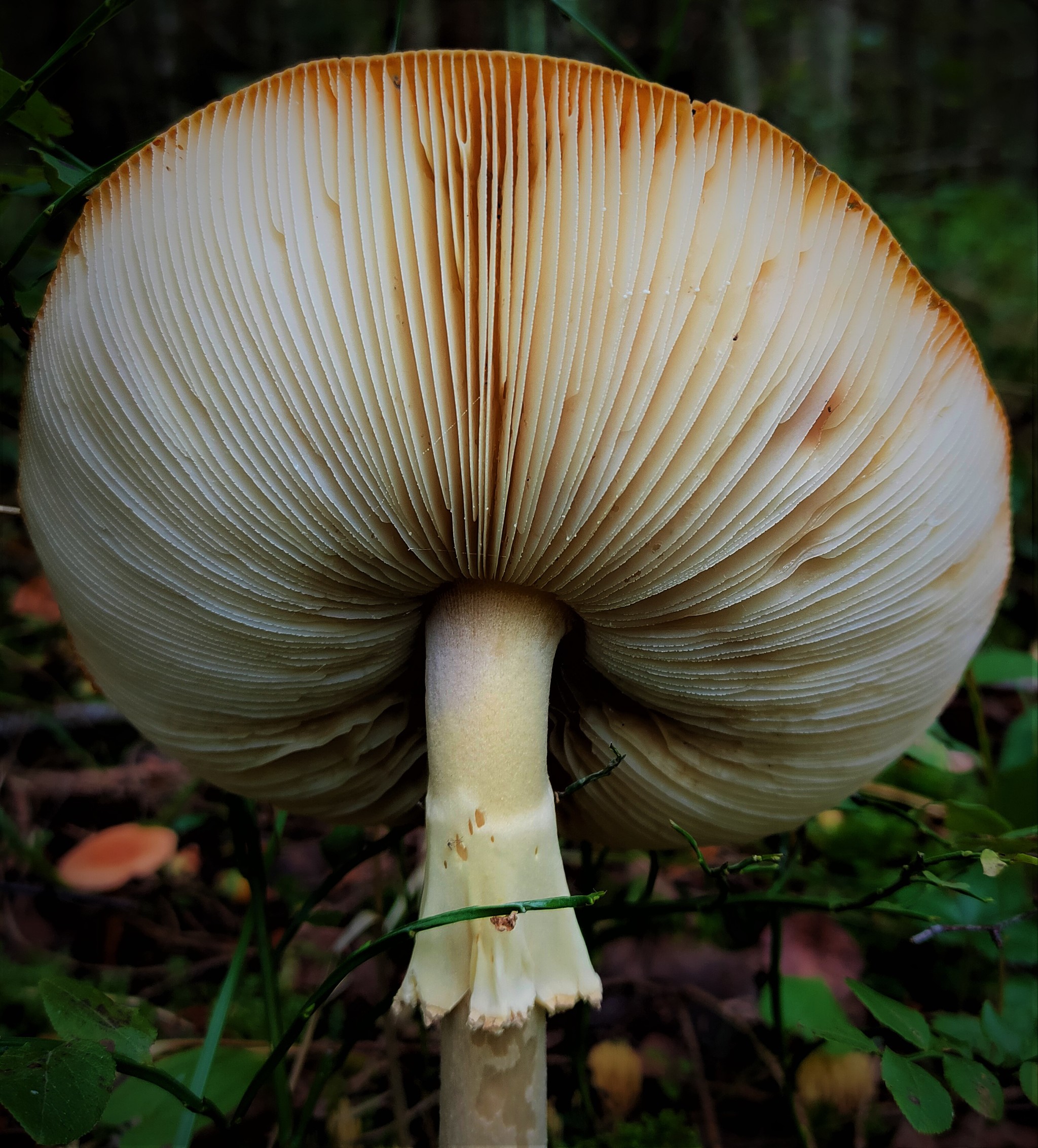 I was walking through the forest... - My, Mushrooms, Fly agaric