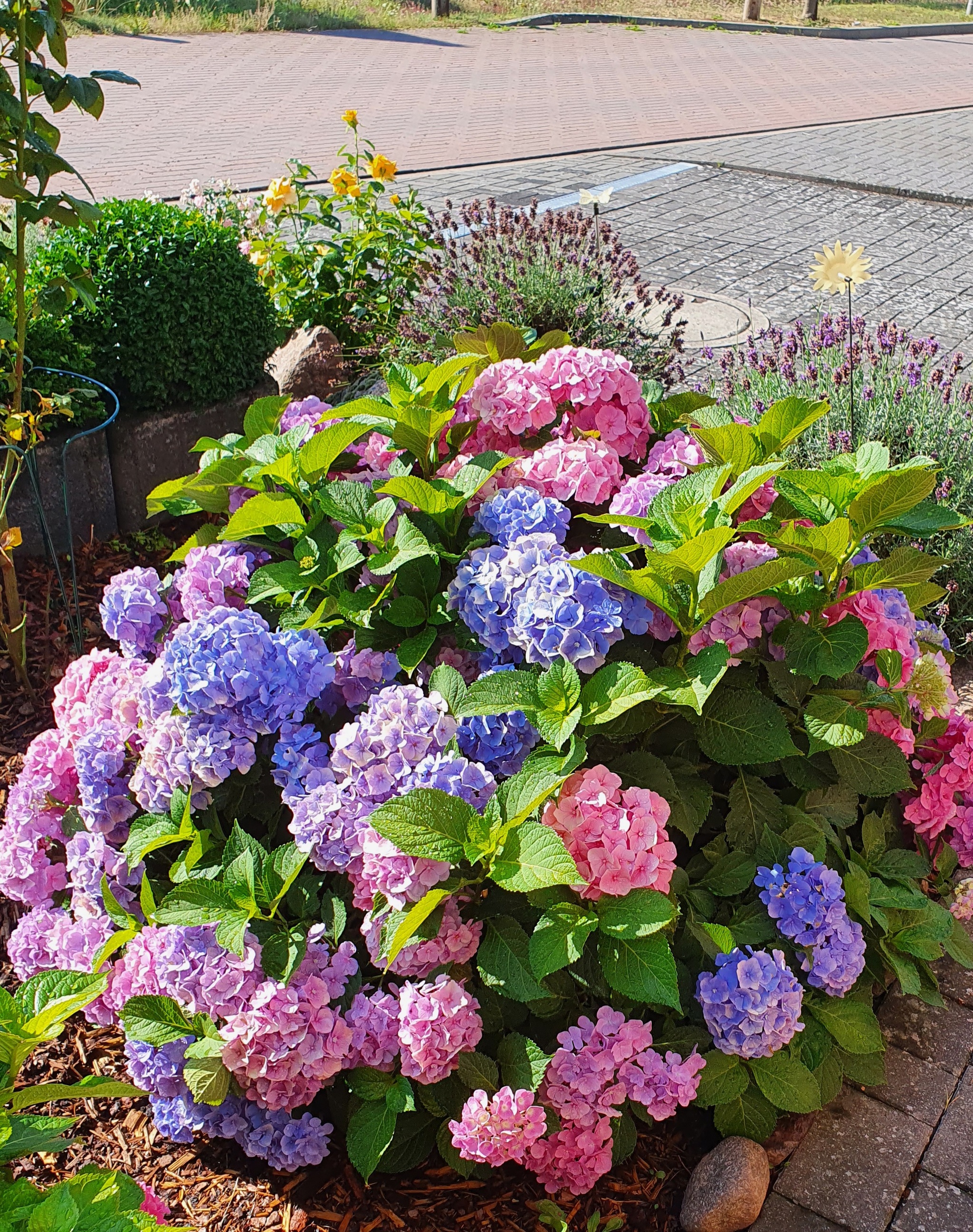 My hydrangeas - My, The photo, Flowers, Landscape, beauty, Longpost