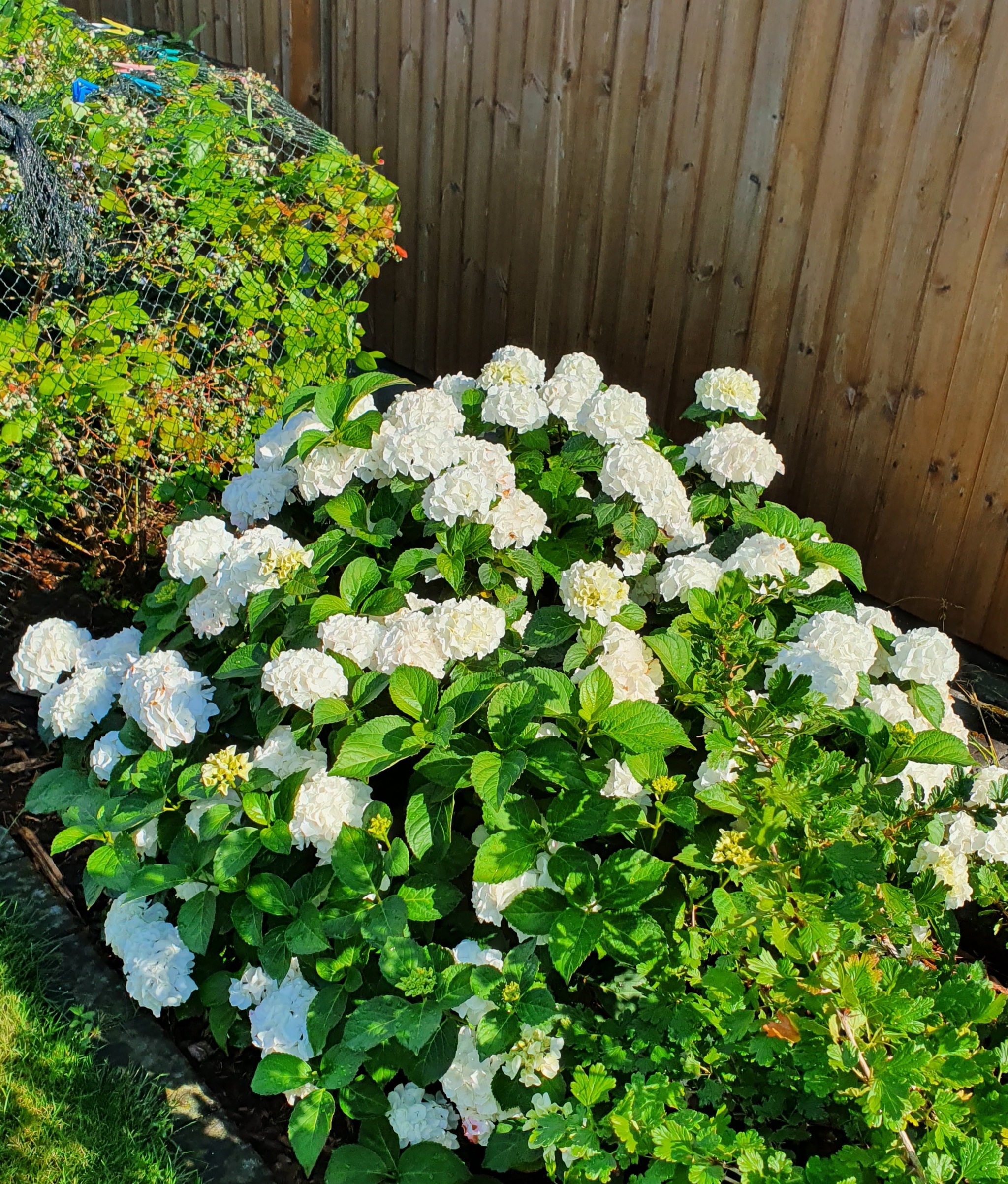 My hydrangeas - My, The photo, Flowers, Landscape, beauty, Longpost