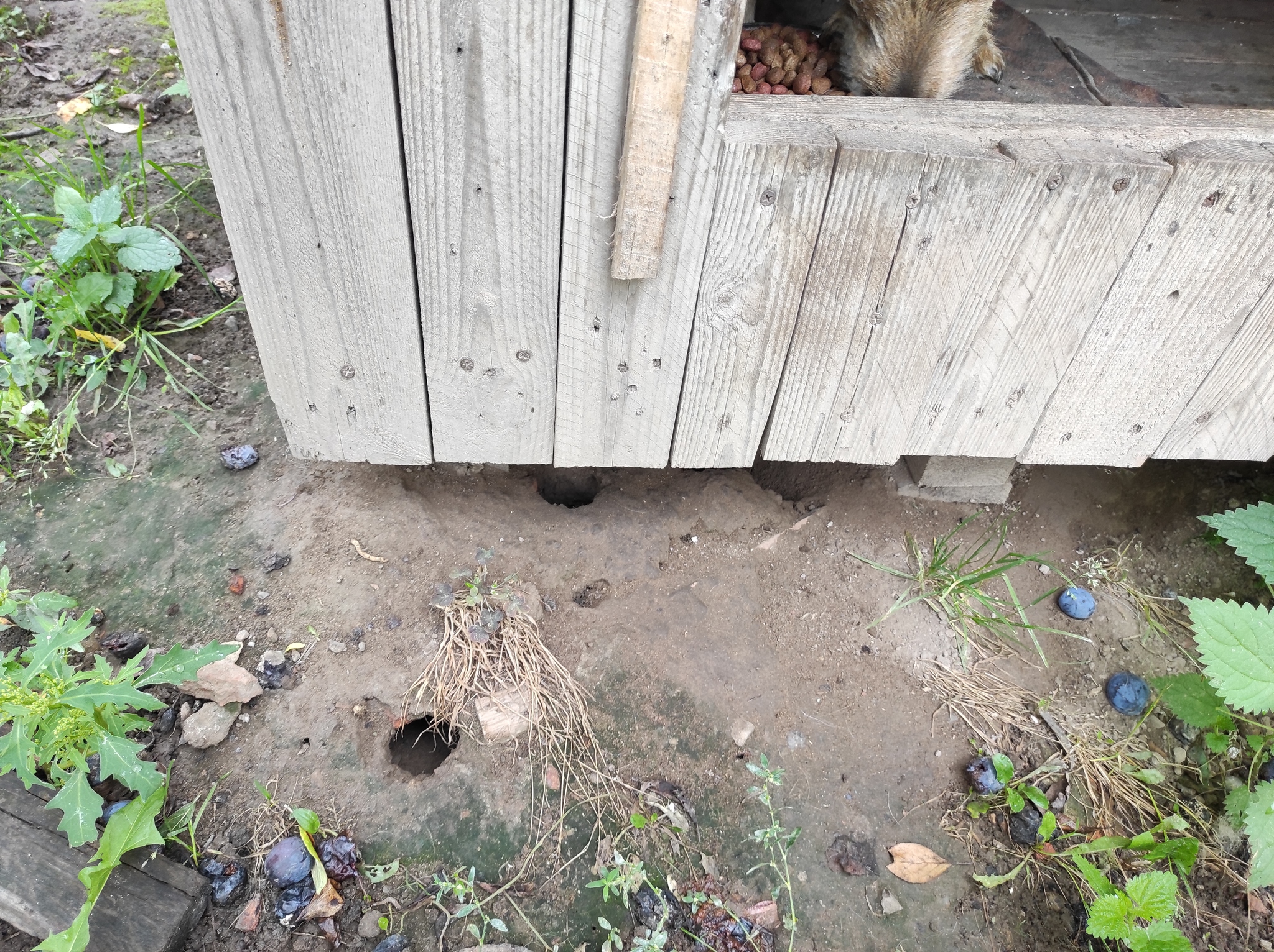 Rats under the dog house - My, Dog, Rat, Booth, Burrows, Nora, Private house