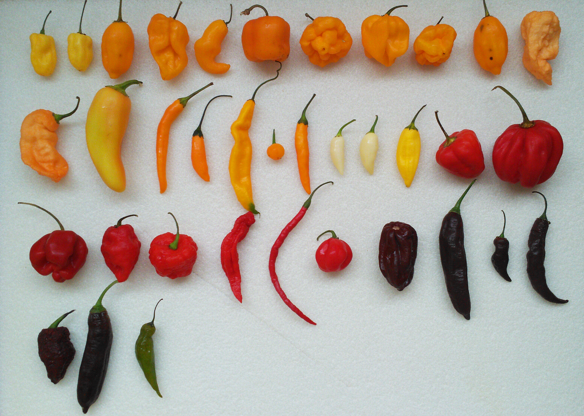 An idiot's dream come true... - My, Hot peppers, The photo