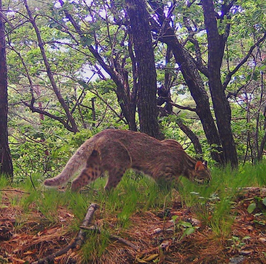 Hidden Predator's Gait - Cat family, Wild animals, Predatory animals, Land of the Leopard, National park, Reserves and sanctuaries, Дальний Восток, Far Eastern Forest Cat, , Small cats, Forest cat, Longpost