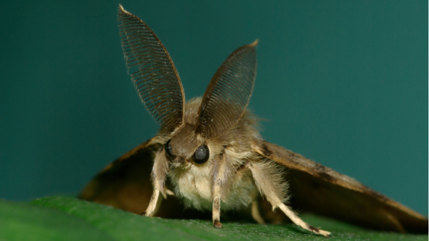 Insects and birds will be renamed so they don't sound 'racist' - Name, Renaming, Wild animals, Birds, Insects, Plants, Racism, Political Correctness, Longpost