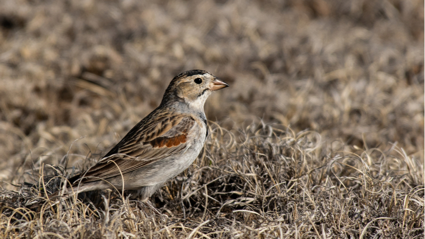 Insects and birds will be renamed so they don't sound 'racist' - Name, Renaming, Wild animals, Birds, Insects, Plants, Racism, Political Correctness, Longpost