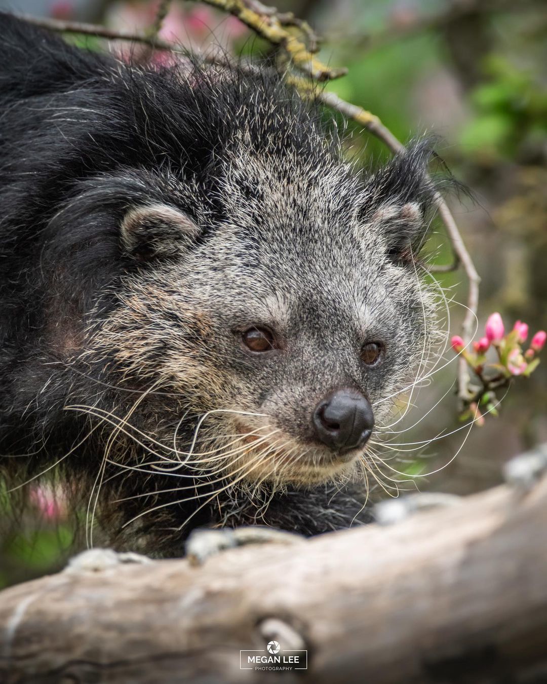 Binturong - Binturong, Wyvernaceae, Wild animals, The photo, Zoo, Great Britain