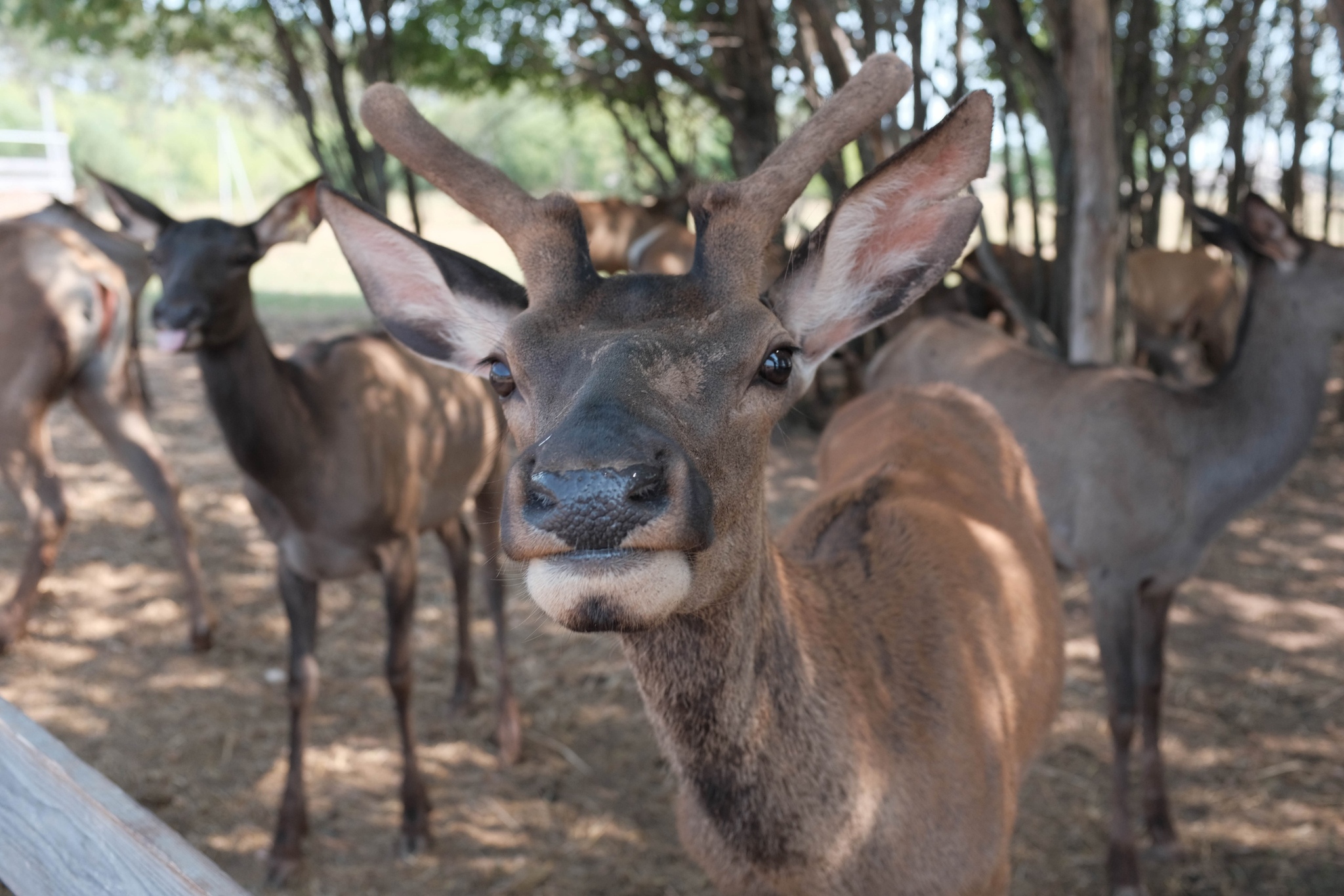 deer, however - My, Izhevsk, Animals, Deer, Pig, Longpost