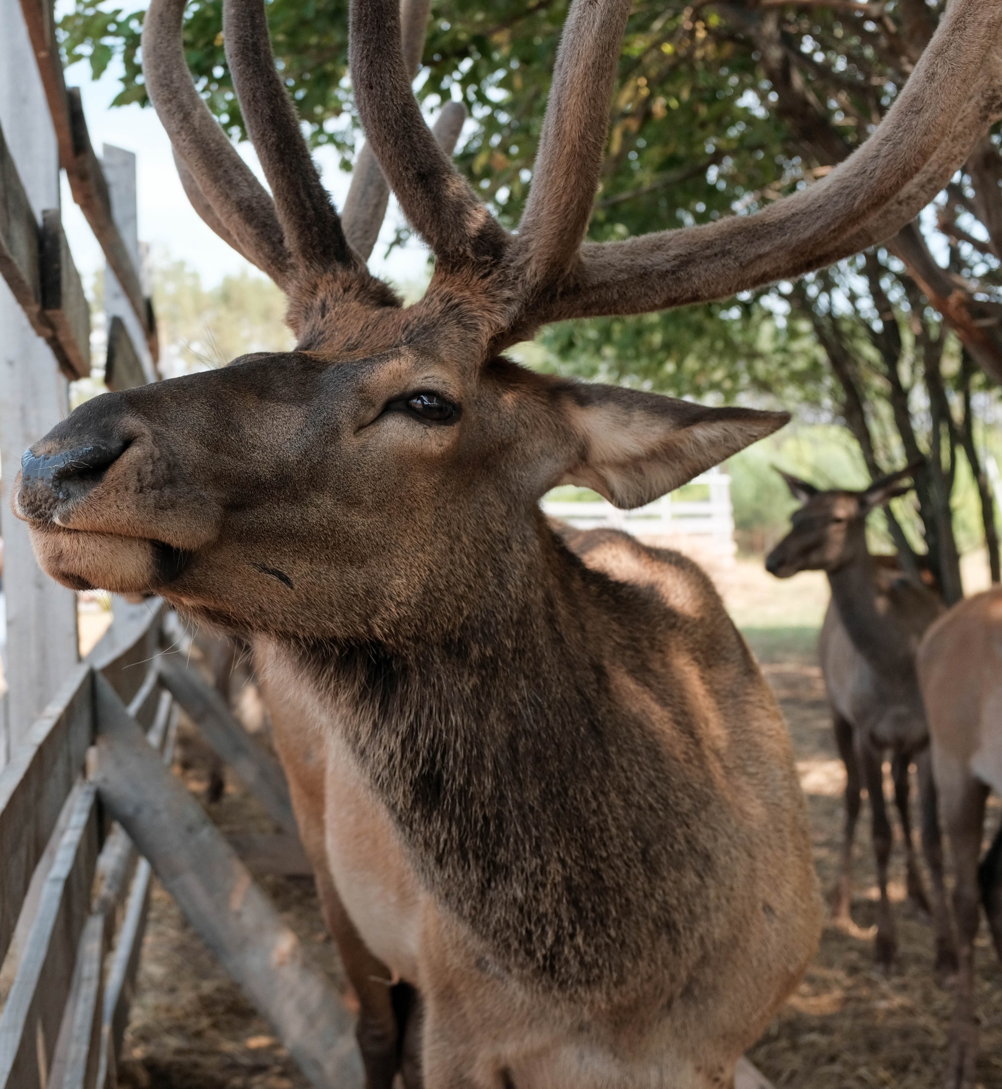 deer, however - My, Izhevsk, Animals, Deer, Pig, Longpost