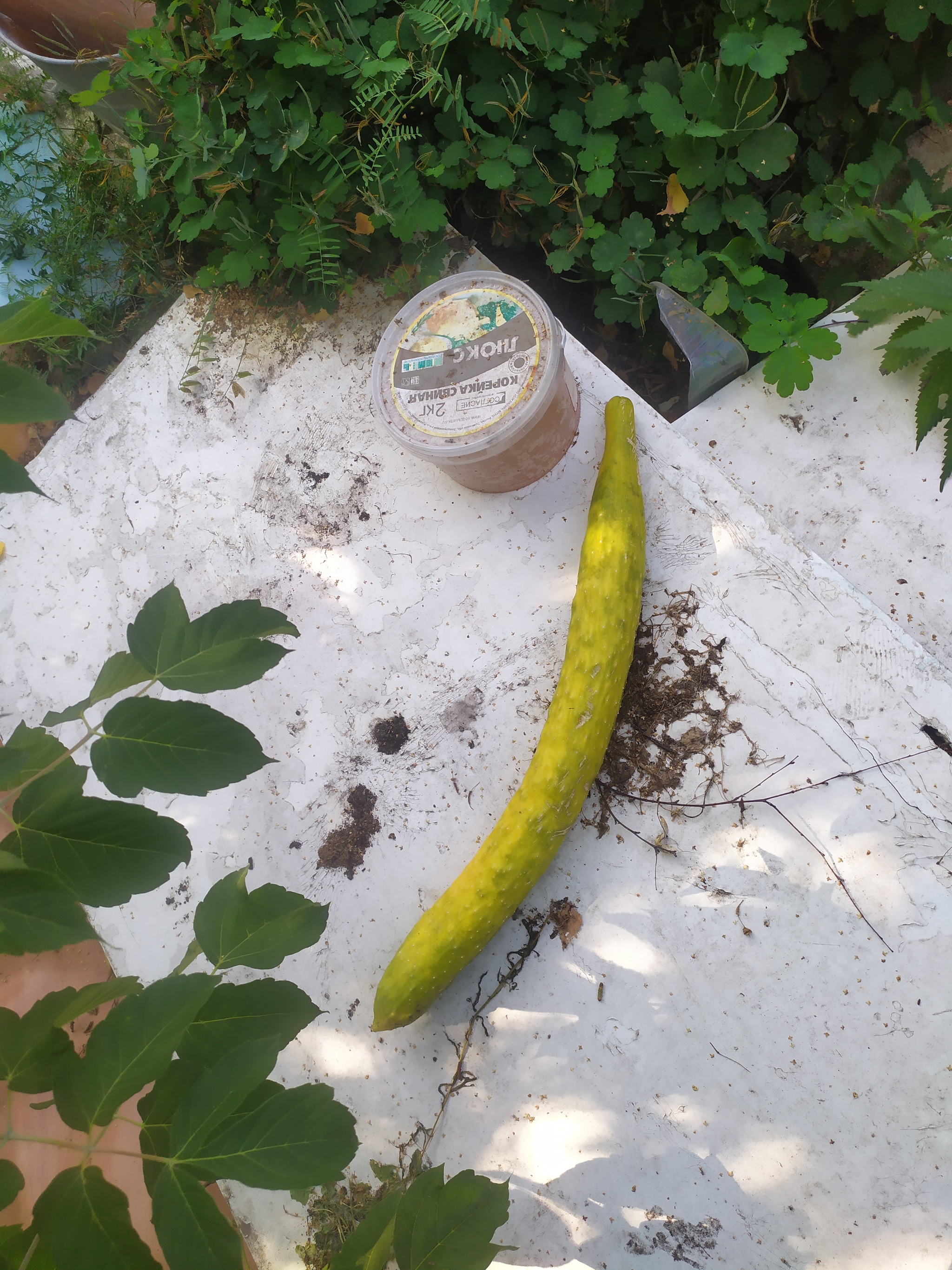 Feel the power of the earth - My, Cucumbers, Garden