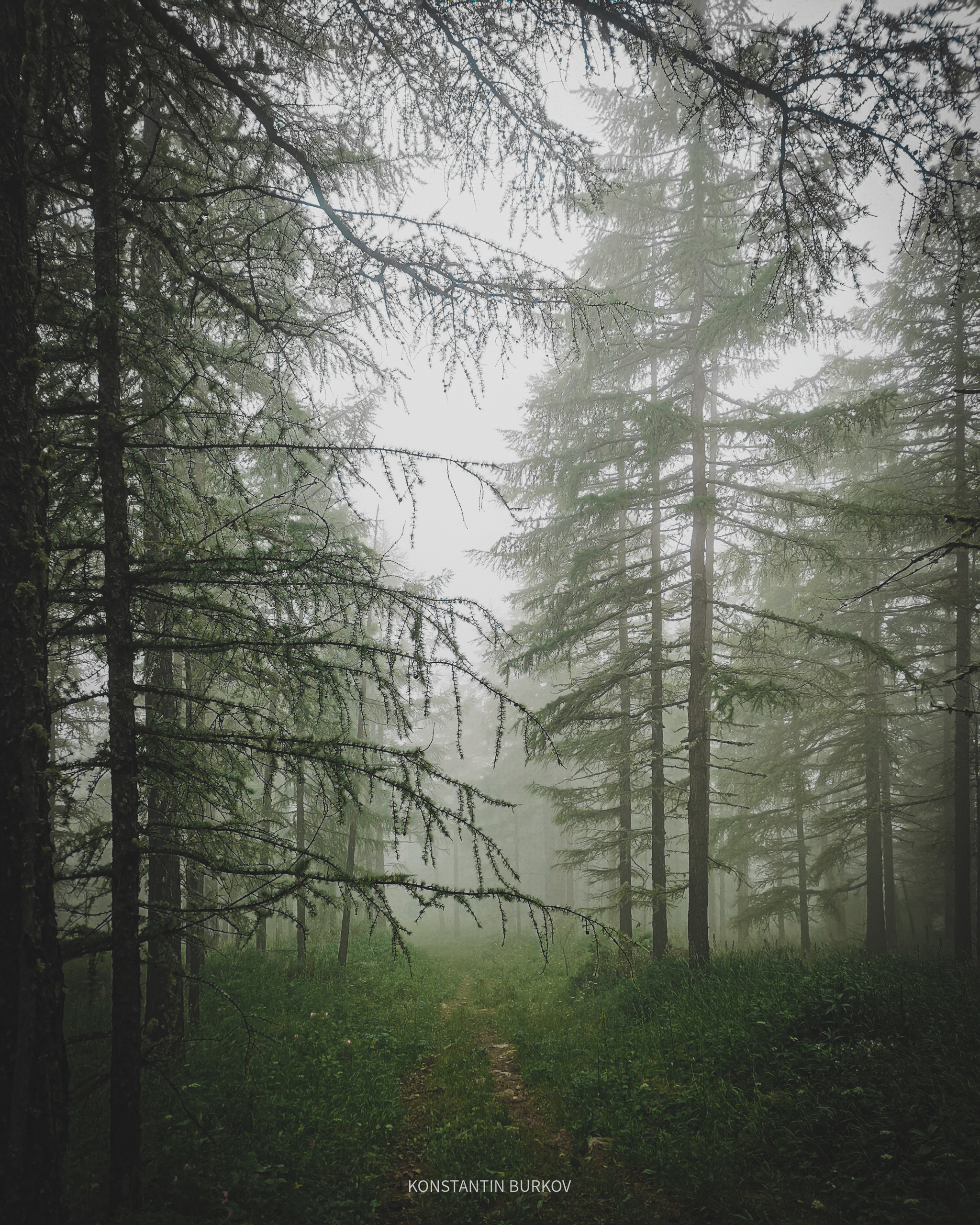 Foggy forest - My, The photo, Mobile photography, Forest, Fog, Lightroom