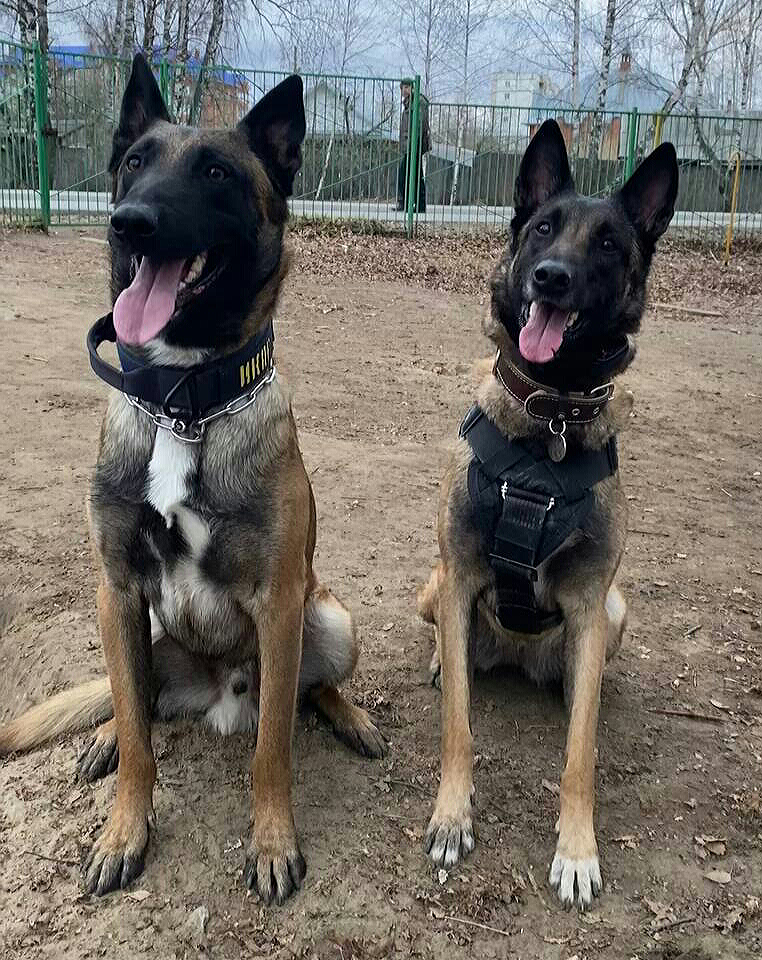 So let's start playing! - My, Dog, Sheepdog, Malinois, Autumn, Pets