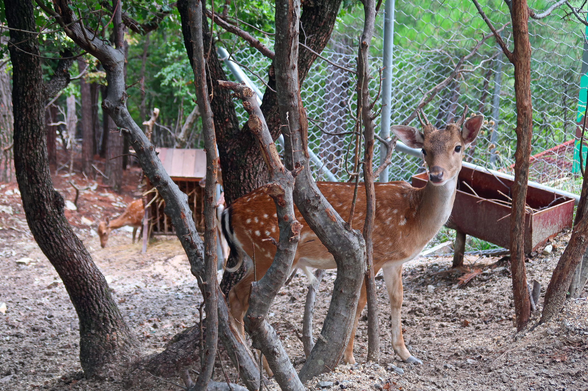 Gelendzhik, part II: safari park, dolphinarium, oceanarium - My, Gelendzhik, Resorts of the Krasnodar Territory, Longpost