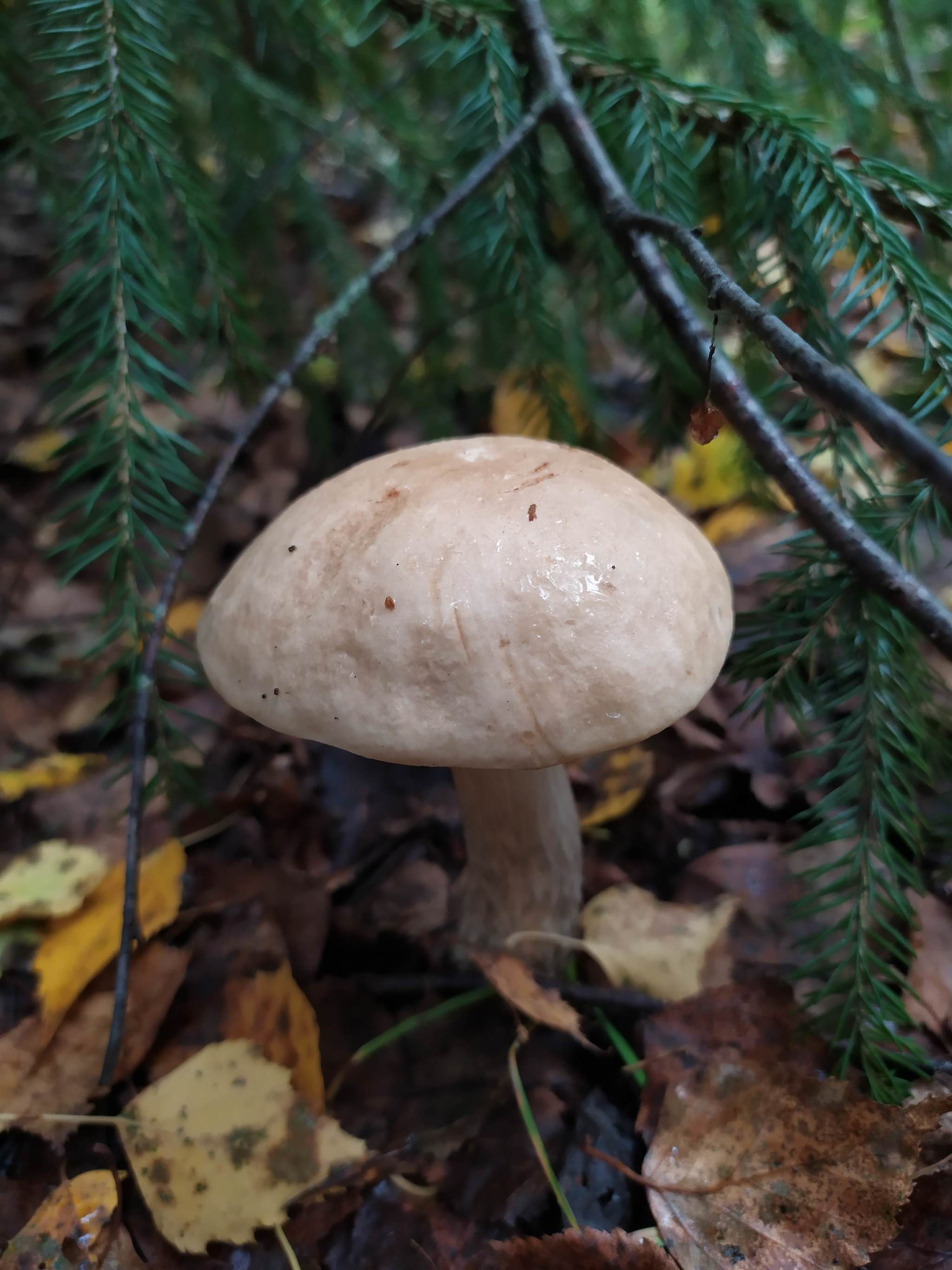 Grey - My, Mushrooms, Forest, The photo, Boletus