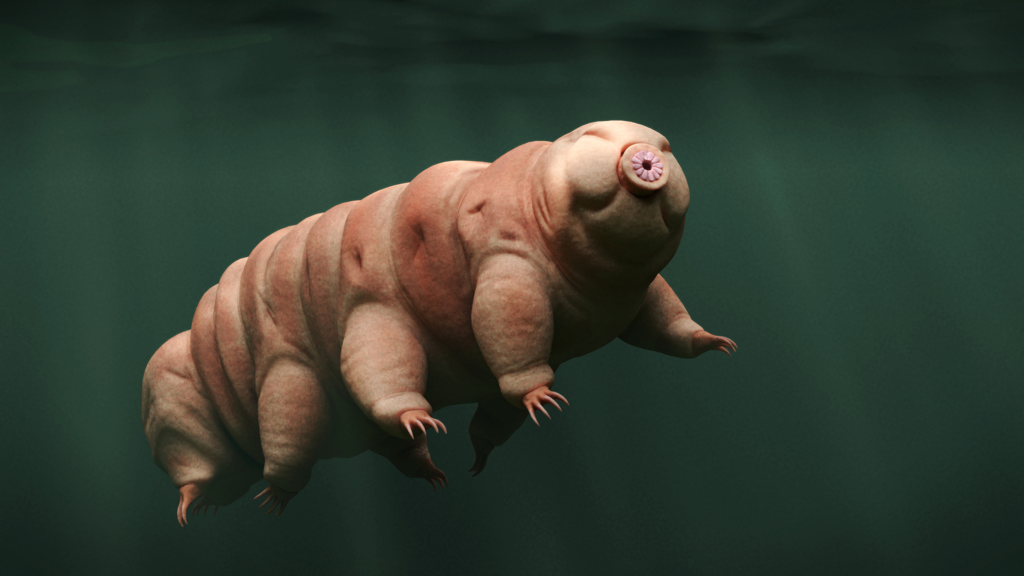 Scientists have shown how tardigrades walk - Tardigrade, Wild animals, Interesting, Scientists, GIF