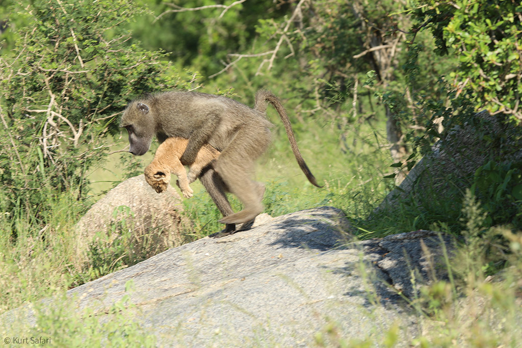 Baboon kidnaps a lion cub - Kruger National Park, South Africa, Baboon, Primates, Lion cubs, a lion, Cat family, Big cats, , Wild animals, wildlife, Sadness, Longpost