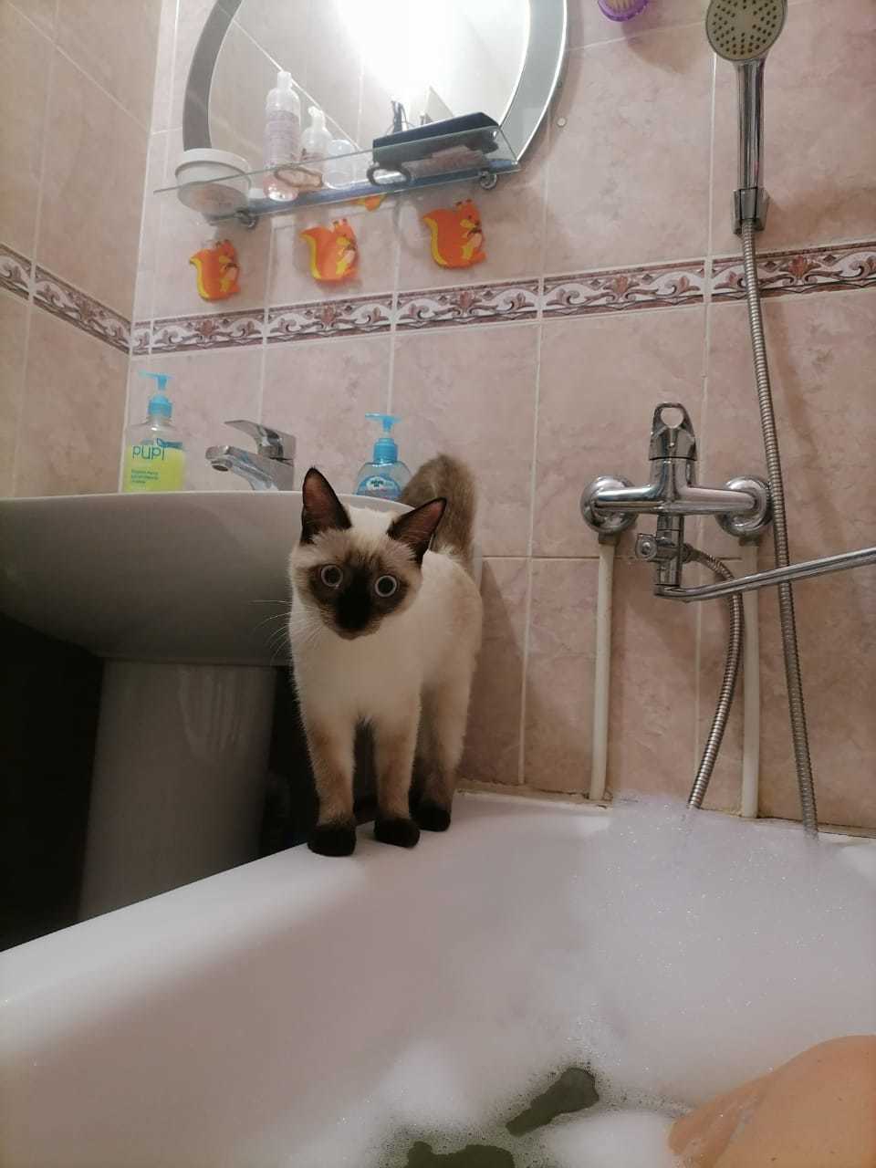 Ванну коту ванну коту