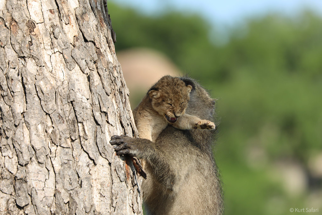 Baboon kidnaps a lion cub - Kruger National Park, South Africa, Baboon, Primates, Lion cubs, a lion, Cat family, Big cats, , Wild animals, wildlife, Sadness, Longpost