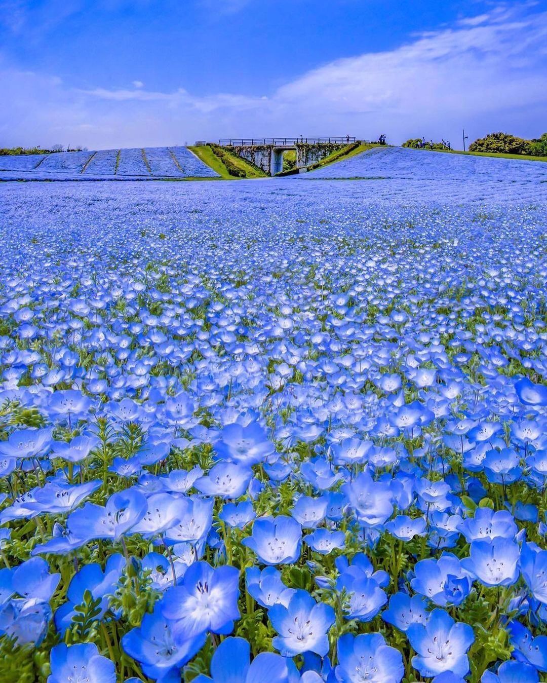 Flowers - Flowers, Field, Longpost, The photo, Cosmos