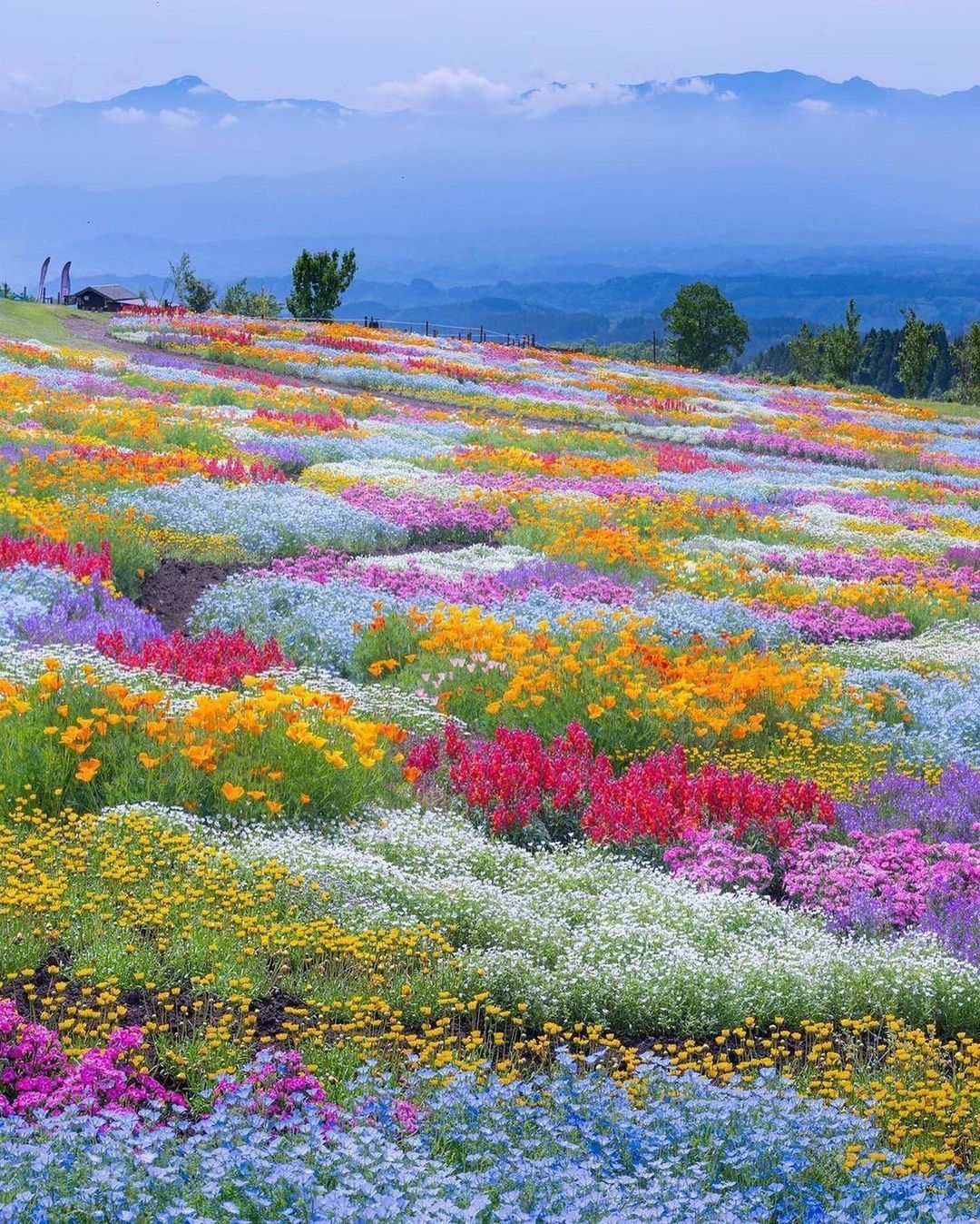 Flowers - Flowers, Field, Longpost, The photo, Cosmos