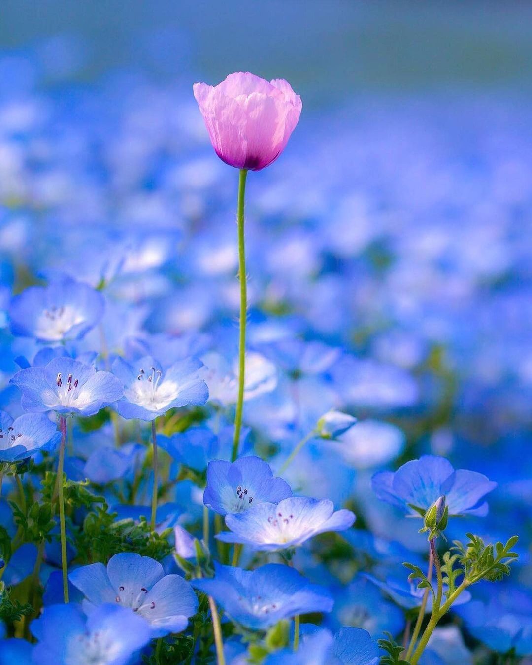 Flowers - Flowers, Field, Longpost, The photo, Cosmos