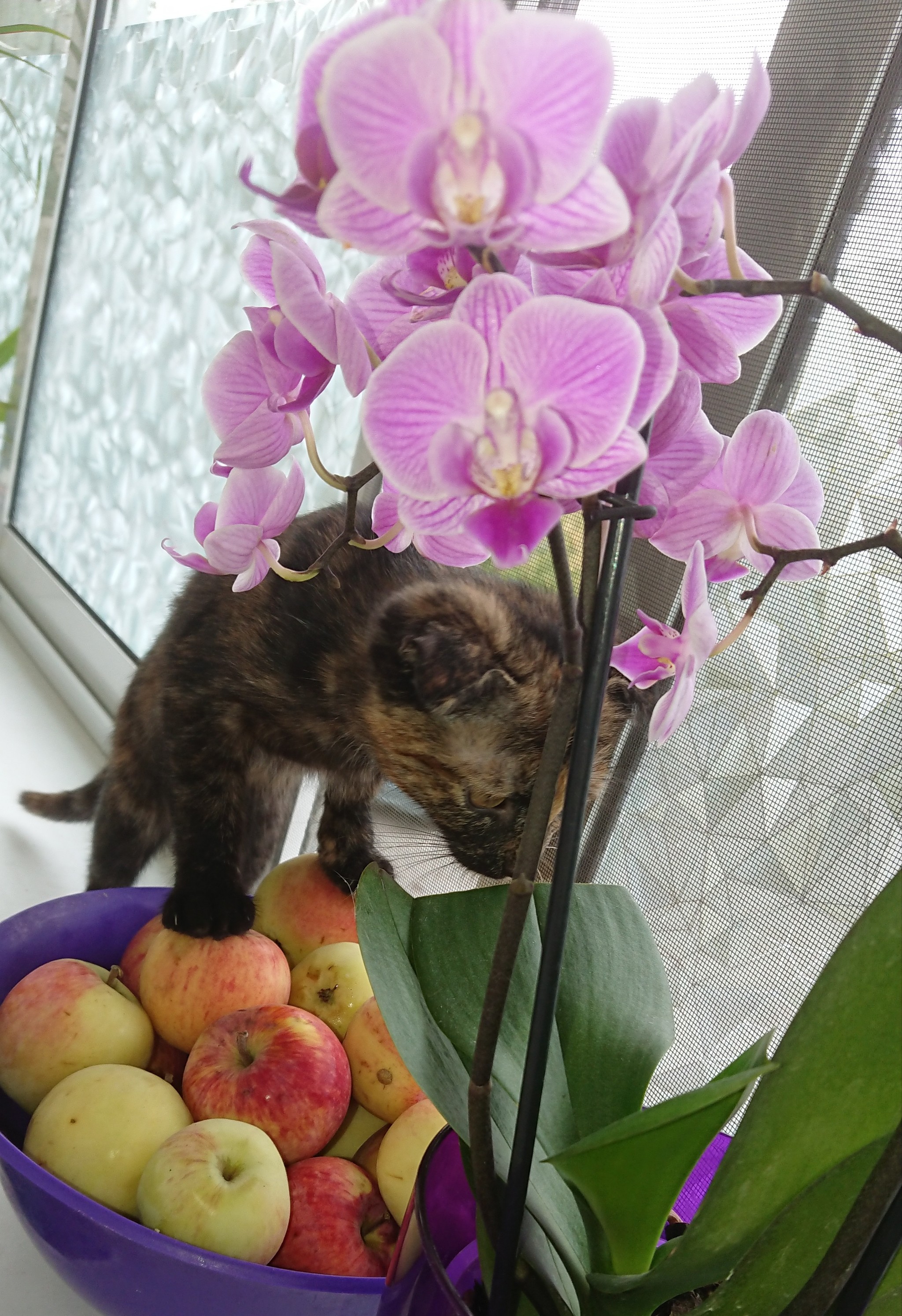 Nothing is impossible - My, Kittens, Houseplants, In search of adventures, Longpost, cat