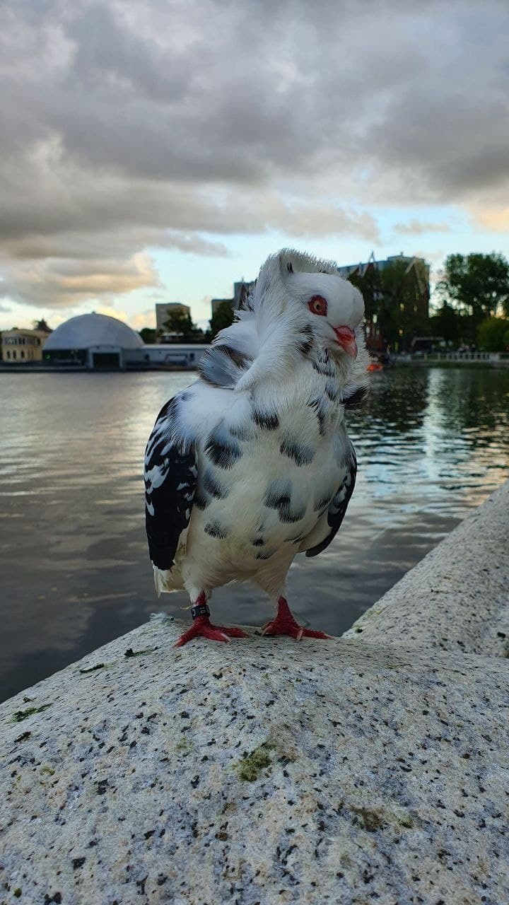 pigeon dude - My, Mobile photography, Pigeon, Fashion, Birds