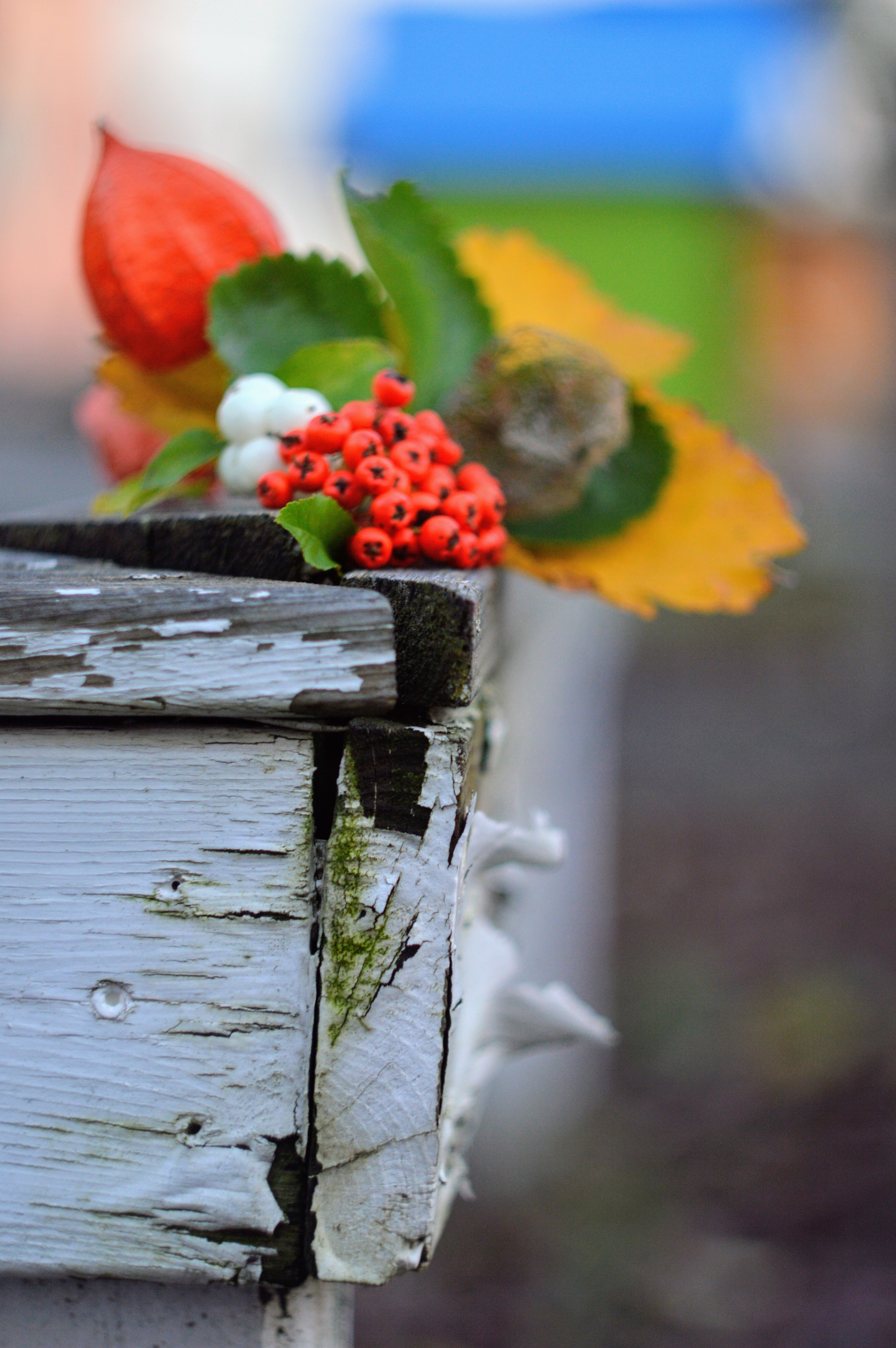 Rowan bonfire) - My, Rowan, Autumn, Autumn leaves, The photo, Beginning photographer, Physalis, Flashlight, Snowberry, , Berries, Longpost