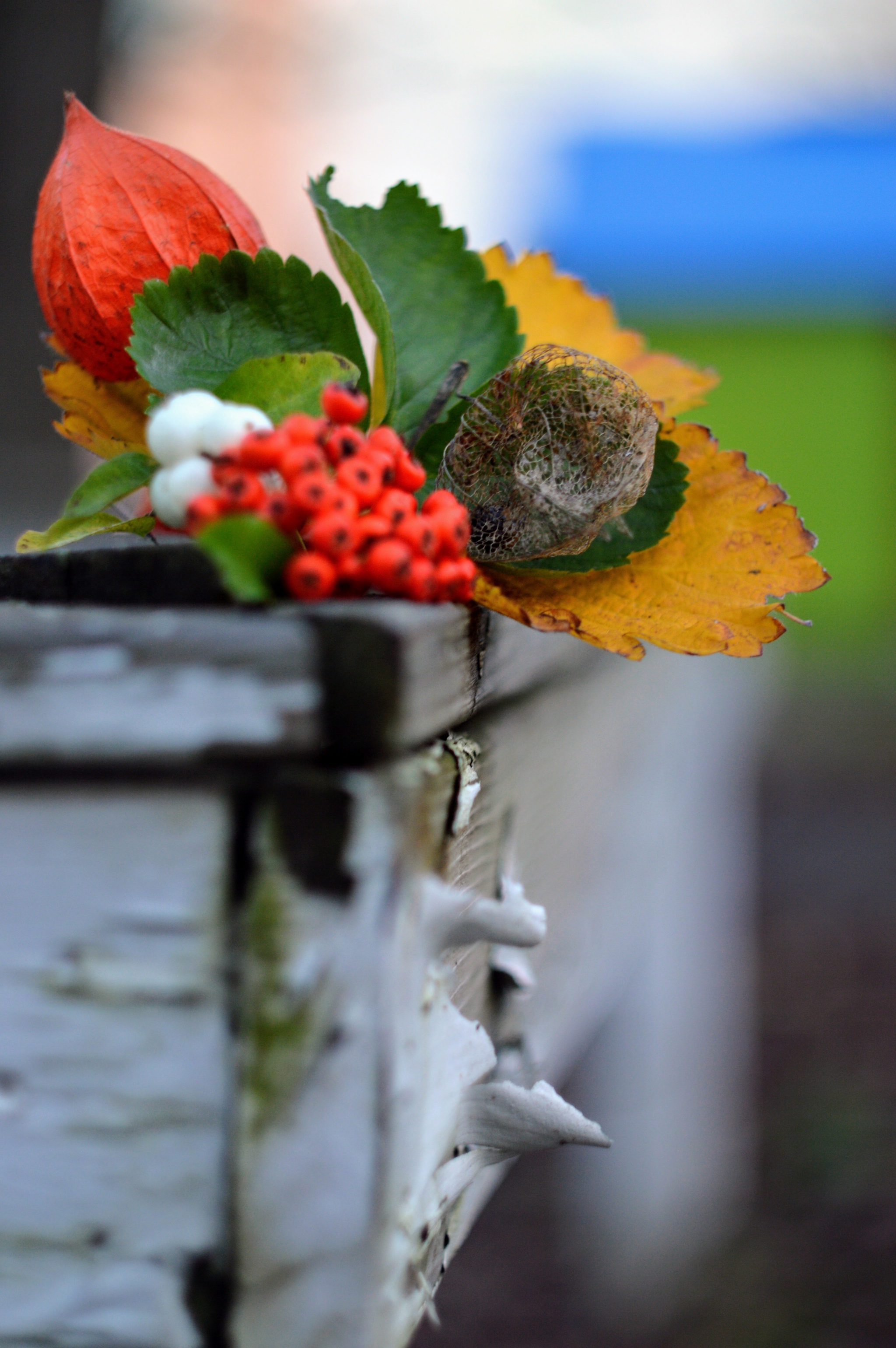 Rowan bonfire) - My, Rowan, Autumn, Autumn leaves, The photo, Beginning photographer, Physalis, Flashlight, Snowberry, , Berries, Longpost