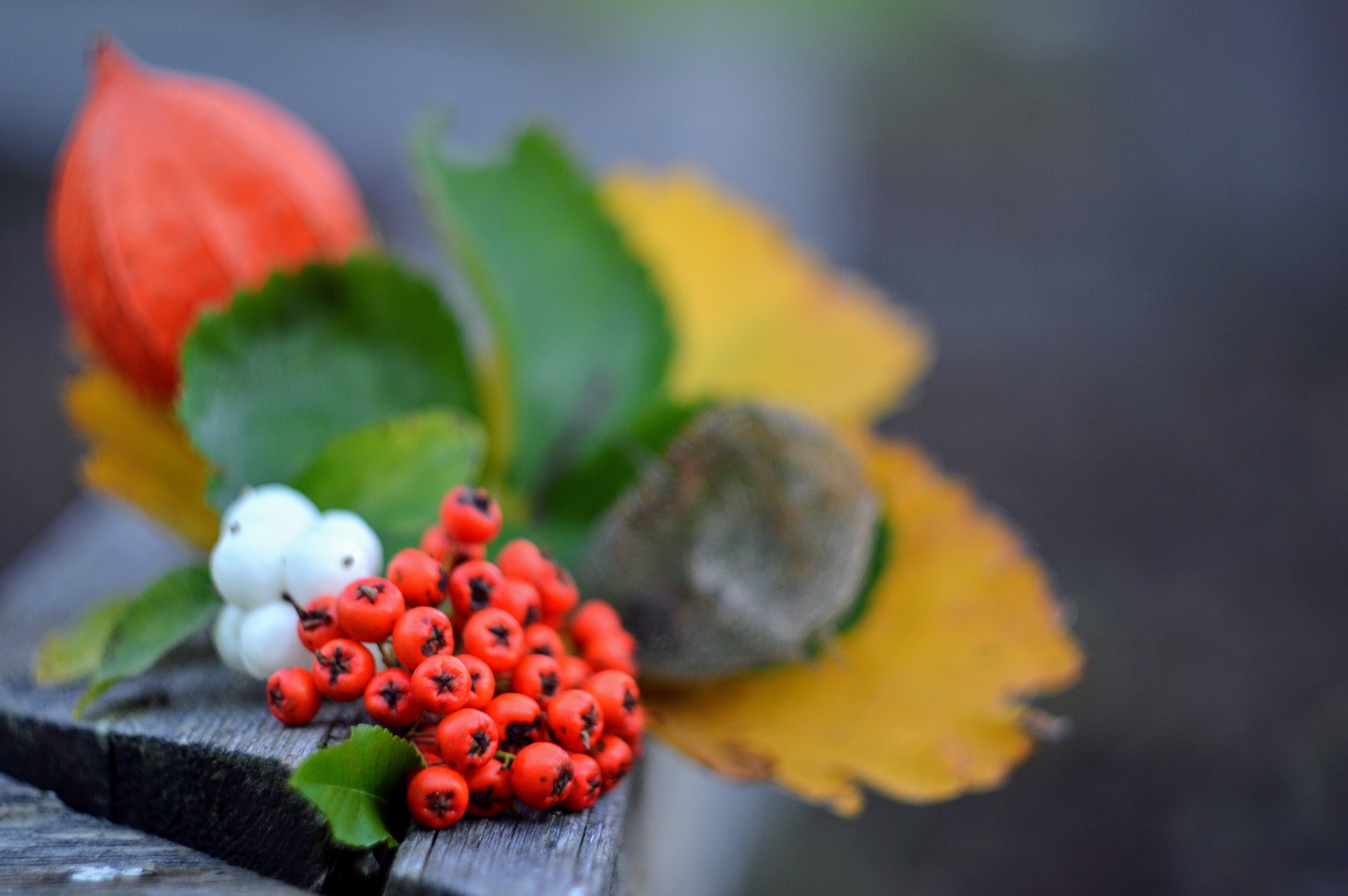 Rowan bonfire) - My, Rowan, Autumn, Autumn leaves, The photo, Beginning photographer, Physalis, Flashlight, Snowberry, , Berries, Longpost